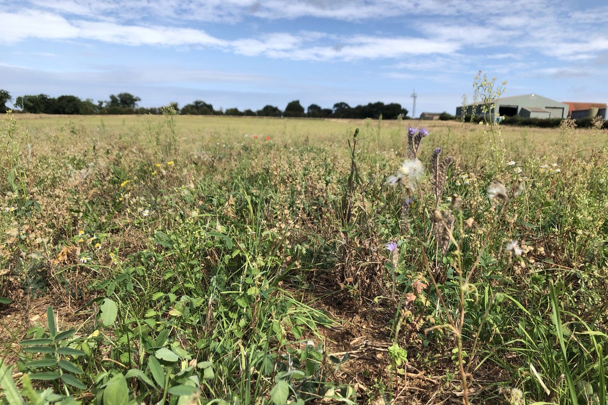 My Carbon Footprint: Fifa vs farming