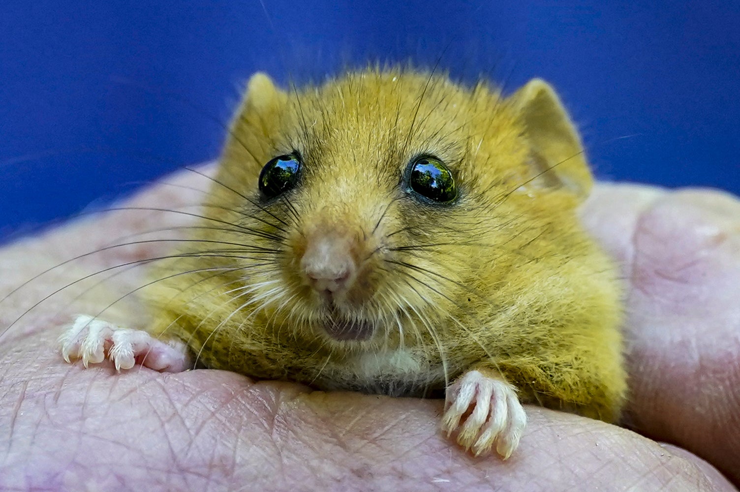 One of 1,000 hazel dormice released back into the wild at a secret location in Lancashire by wildlife charity People’s Trust for Endangered Species in an attempt to save them from extinction in the UK (Peter Byrne/PA)