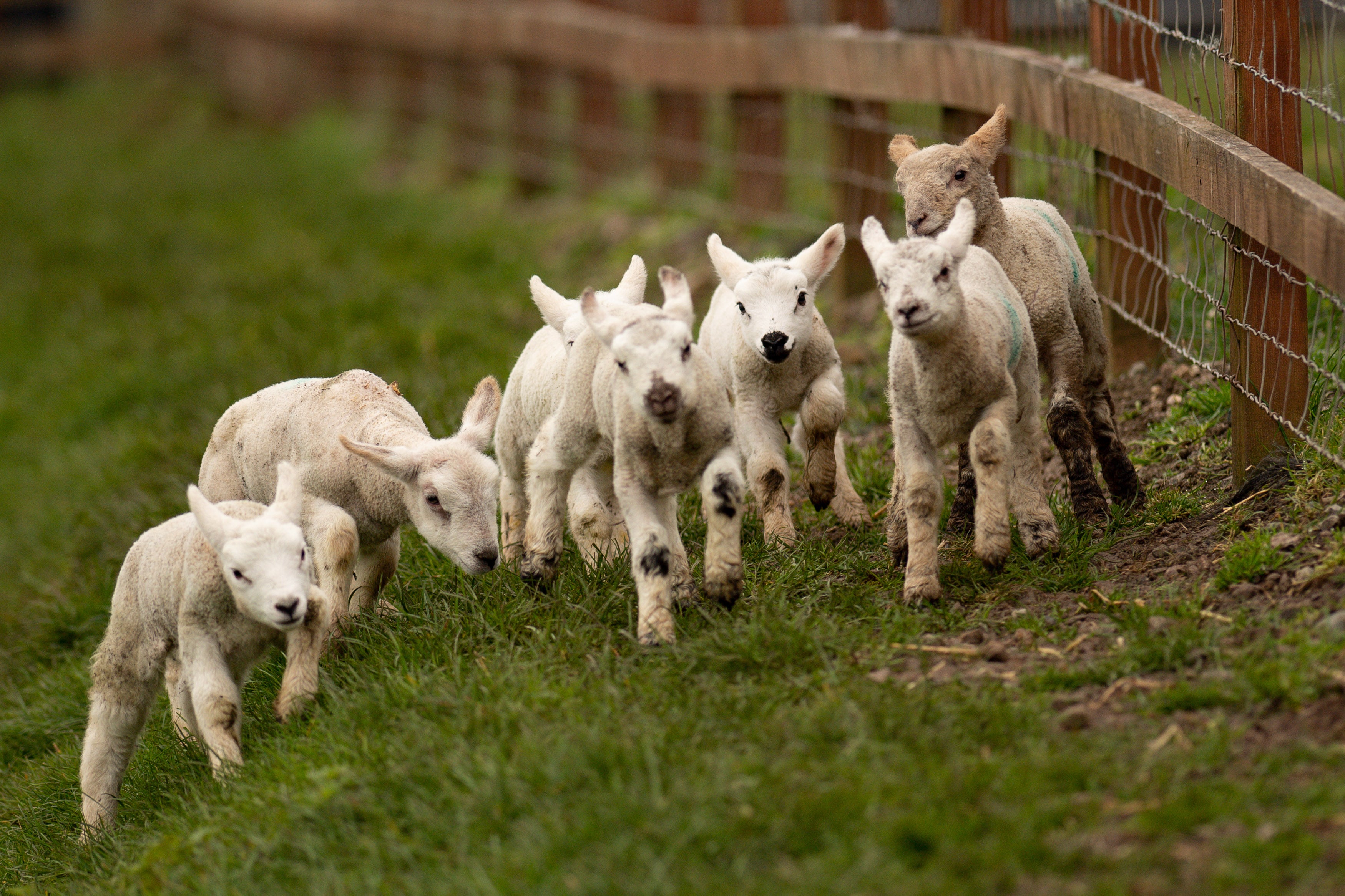 Spring lambs at Moreton Morrell College in Warwickshire, on the day of the spring equinox (Jacob King/PA)