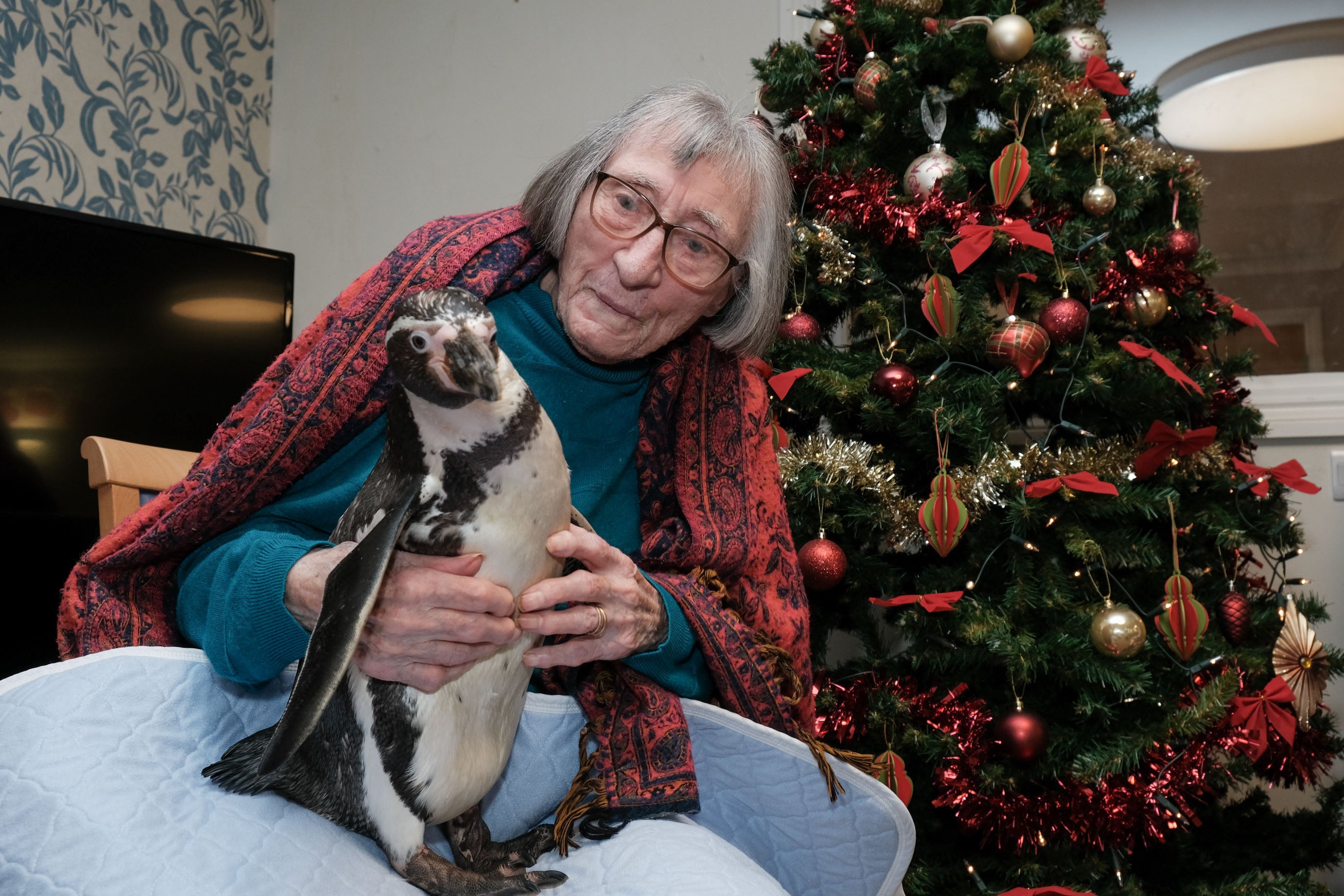 Resident Joyce Drewitt, 98, p-p-p-picked up a Humboldt penguin that visited the Orders of Saint John Care Trust’s Spencer Court care home in Oxfordshire (Orders of Saint John Care Trust/PA)