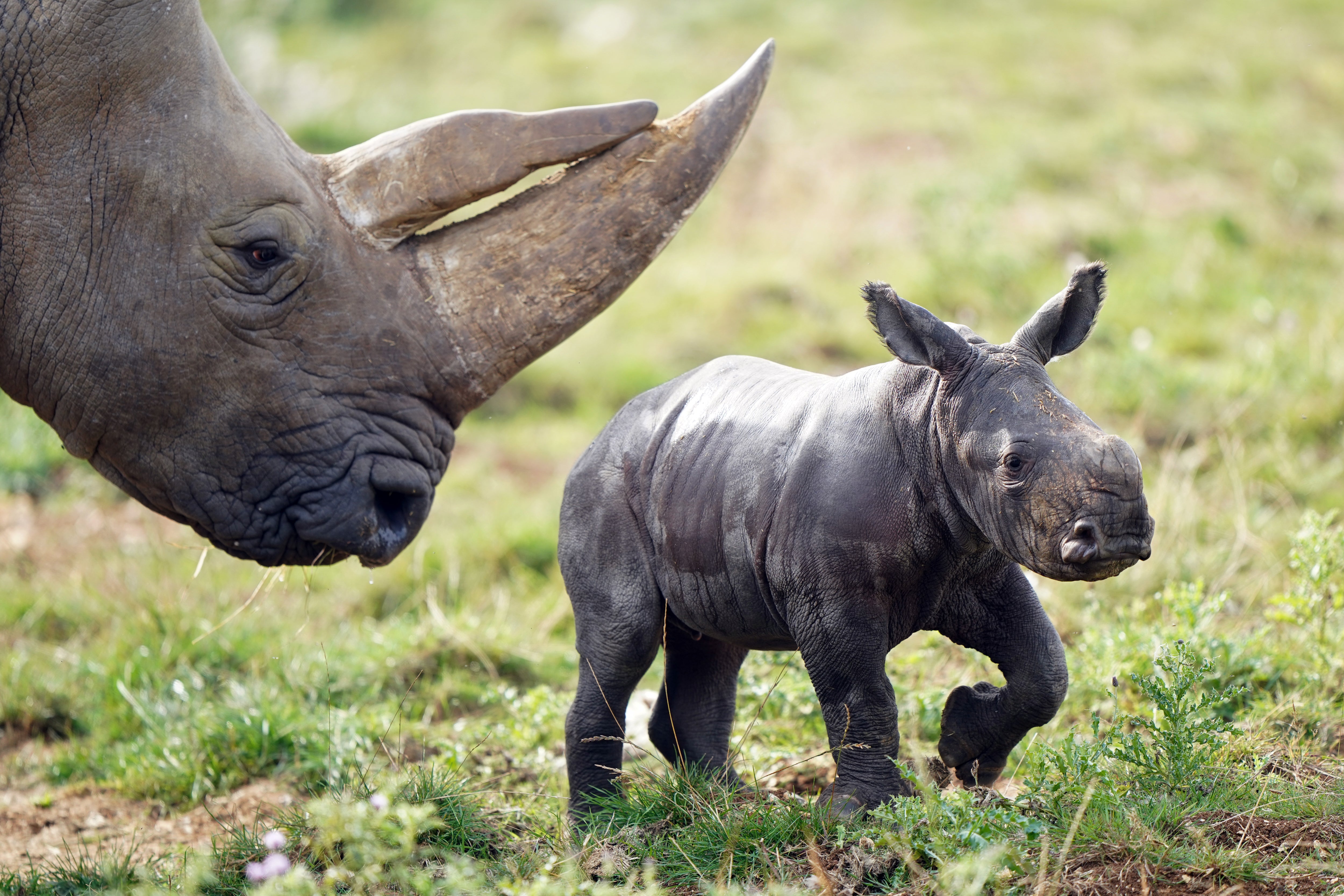 Two-week-old Southern white rhino calf Nandi explores her enclosure for the first time with mother Tuli at ZSL Whipsnade Zoo (Joe Giddens/PA)