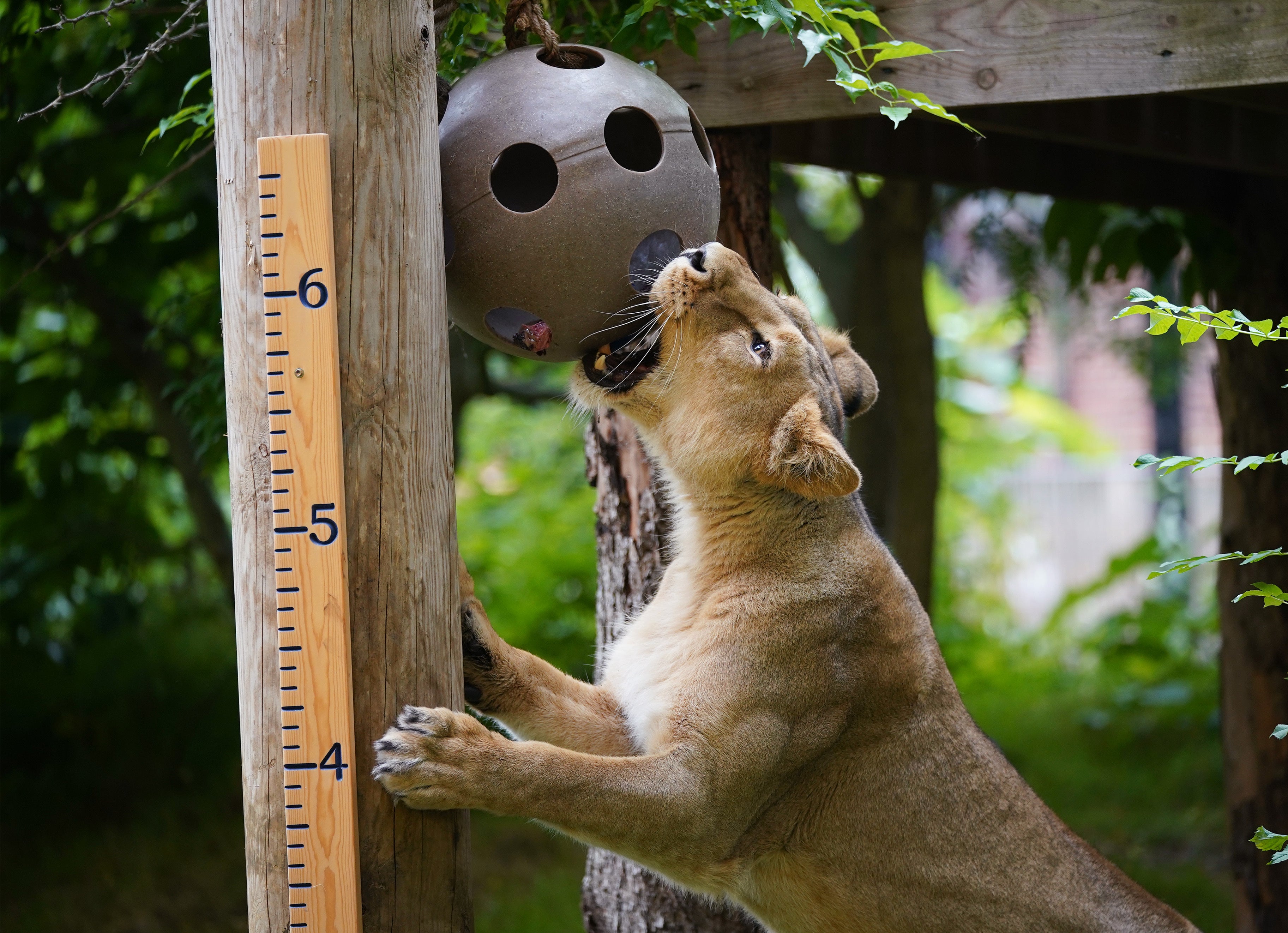 Asiatic lioness Arya took the annual weigh-in at ZSL London Zoo in her stride (Yui Mok/PA)