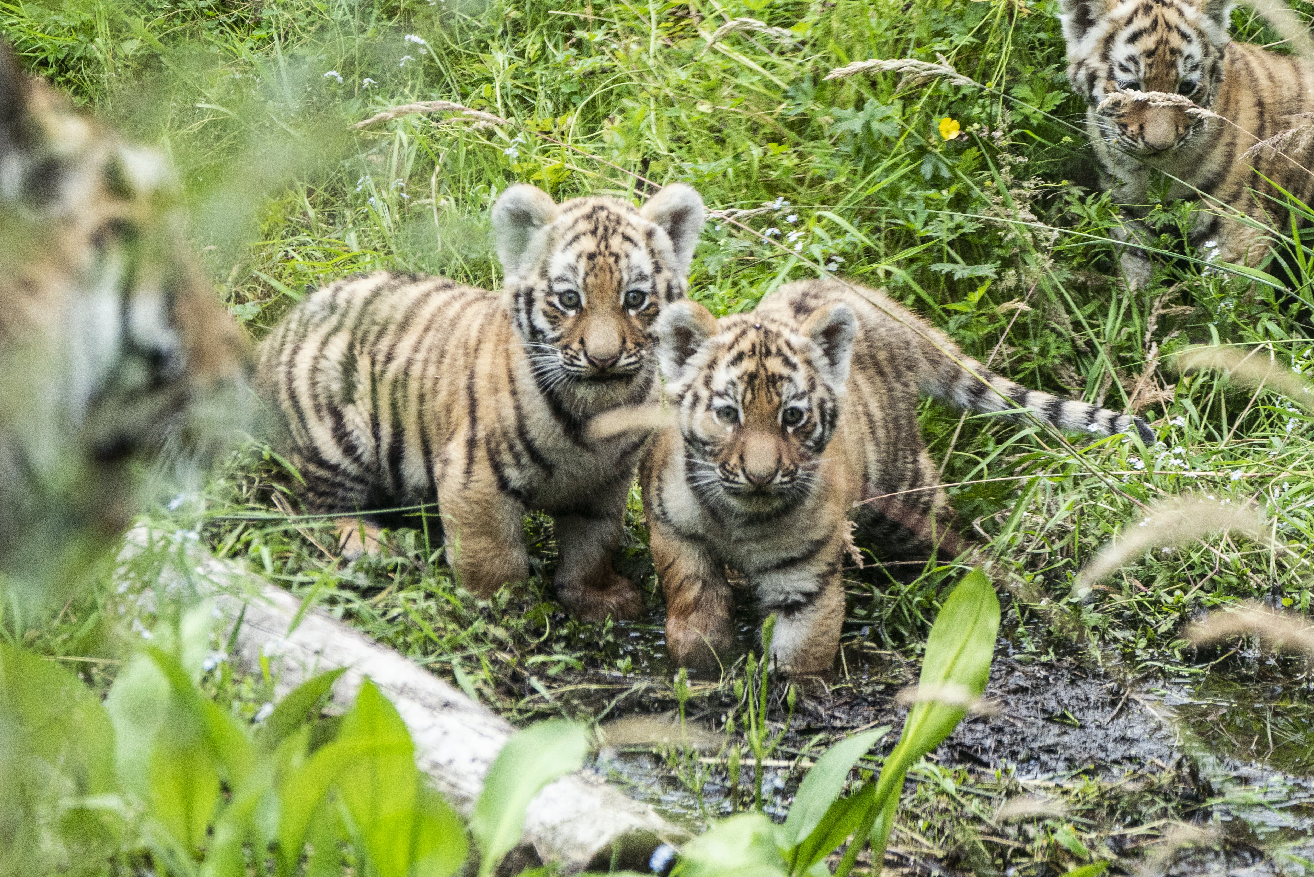 Three Amur tiger cubs explore their outside enclosure for the first time at Highland Wildlife Park near Kingussie in the Highlands (Jane Barlow/PA)
