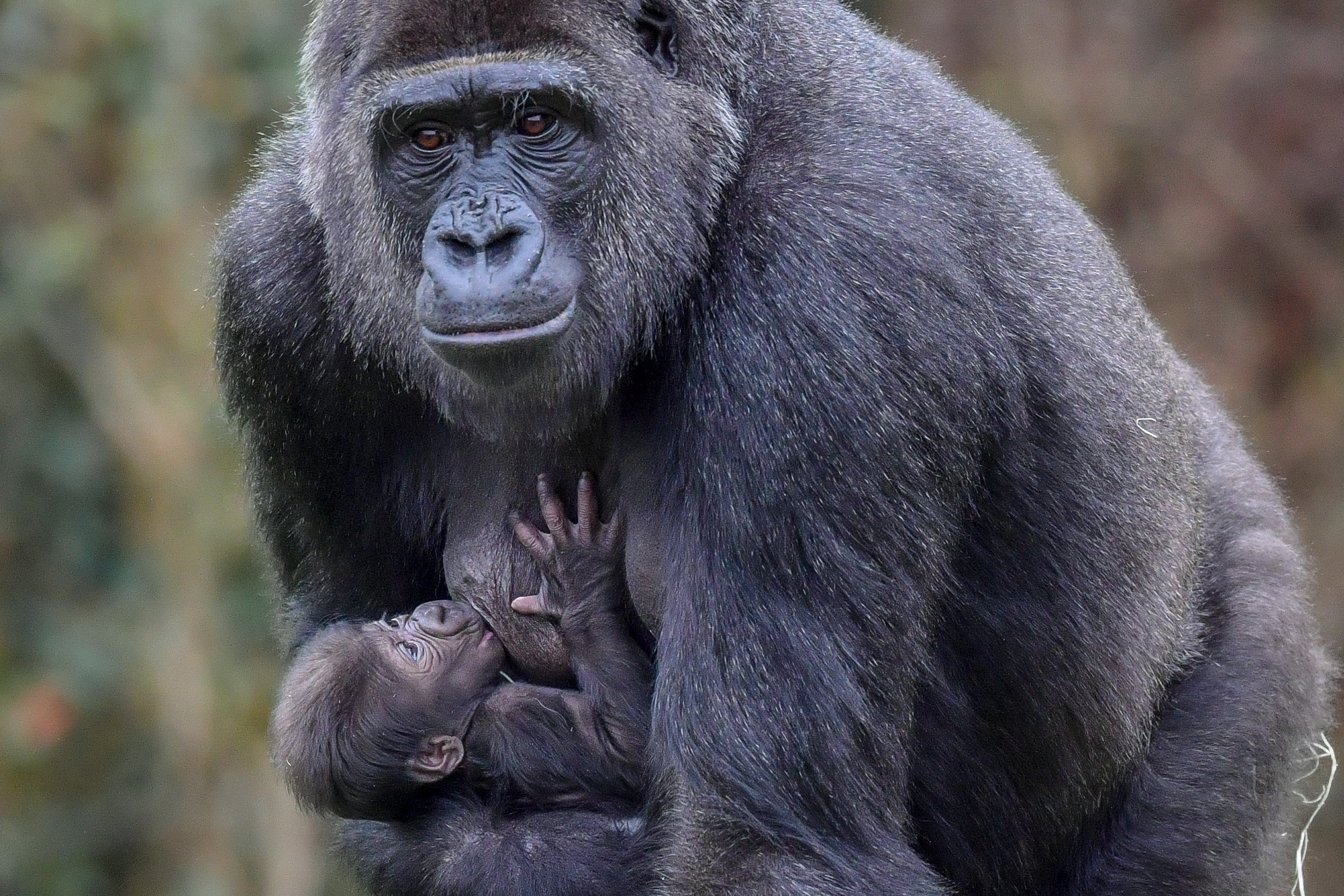 Western lowland gorilla Touni carries her new baby around Gorilla Island at Bristol Zoo Gardens (Ben Birchall/PA)