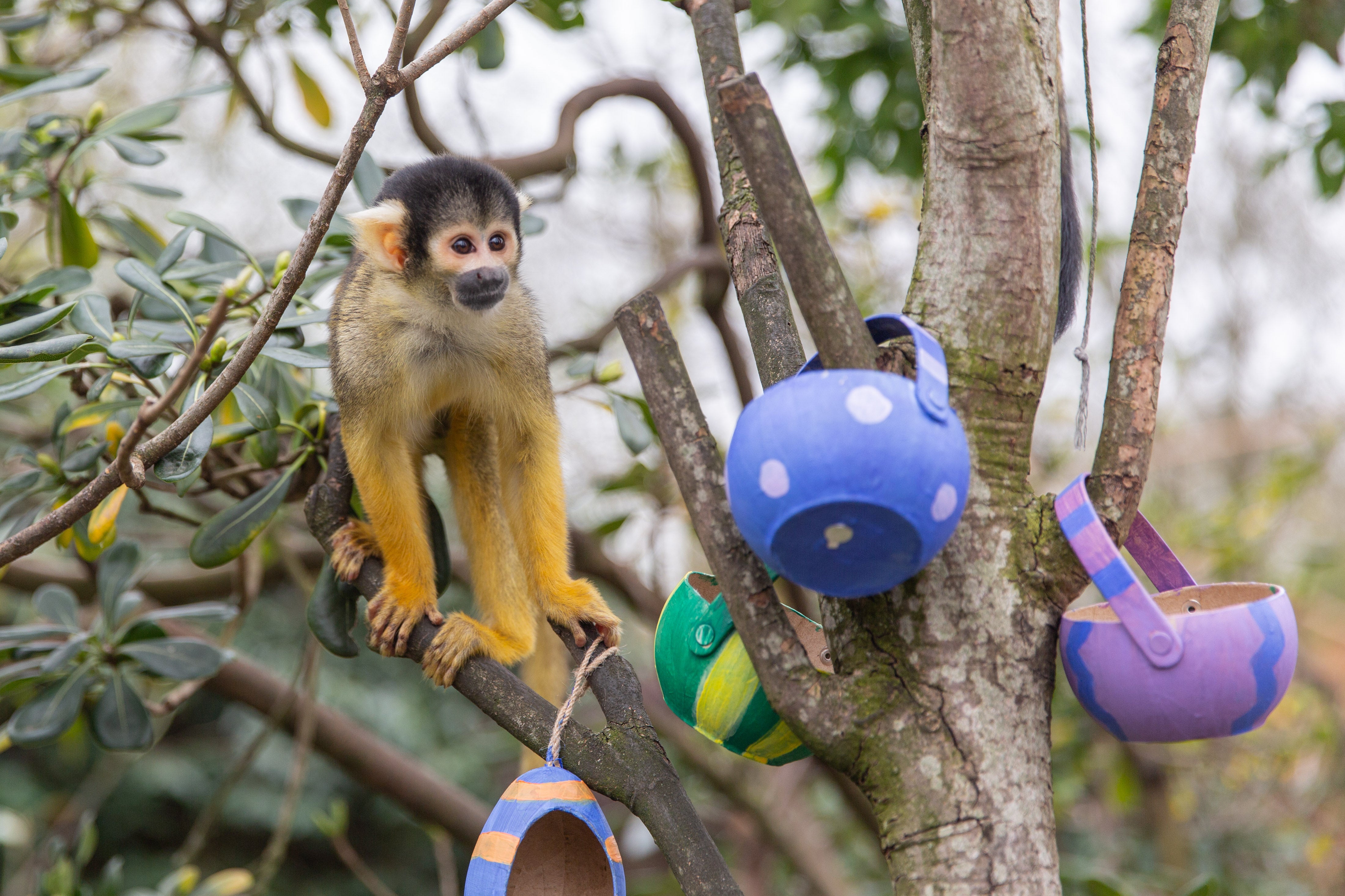 Squirrel monkeys enjoy Easter treats at London Zoo (ZSL London Zoo/PA)