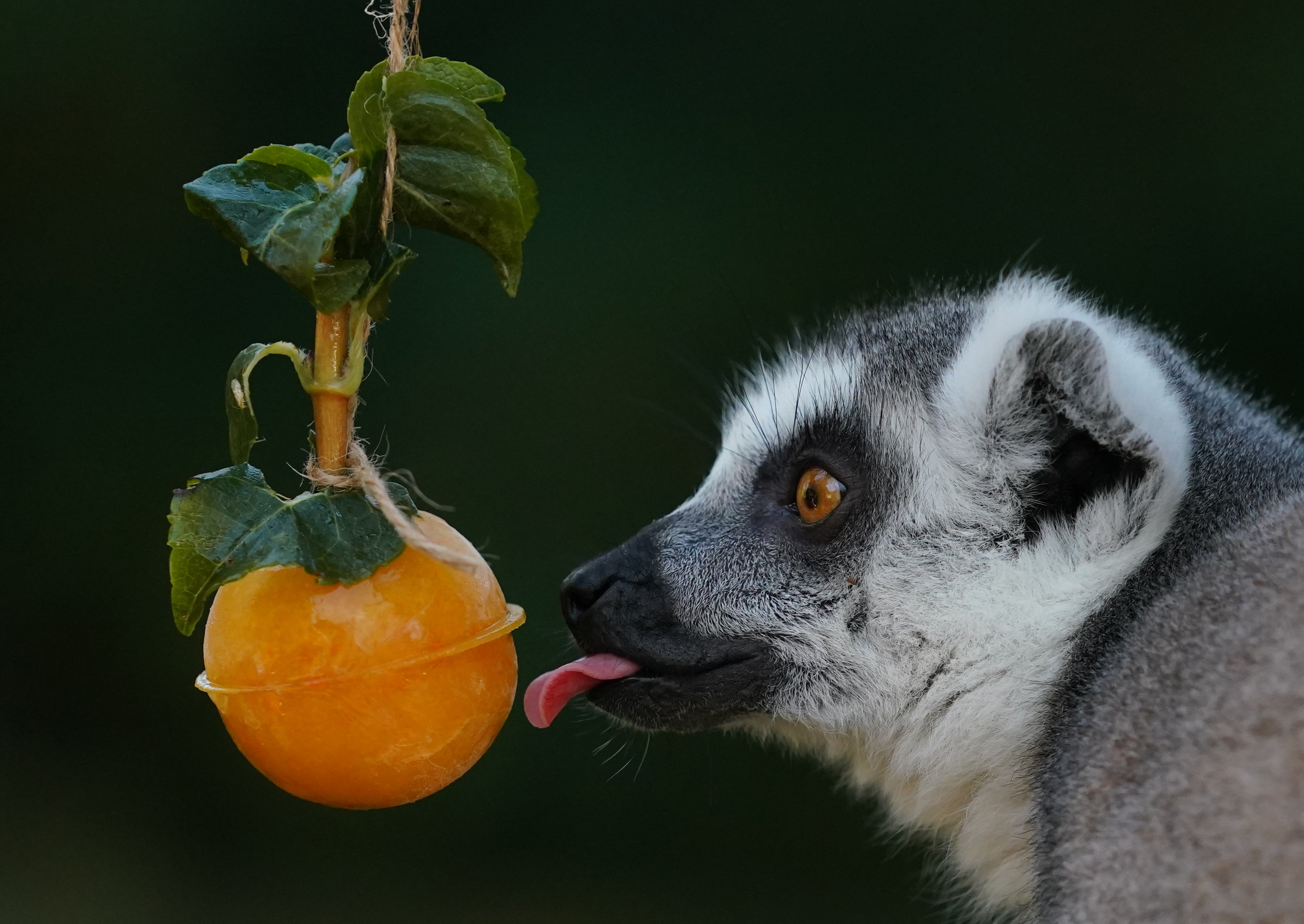 A ring-tailed lemur at Blair Drummond Safari Park near Stirling celebrates World Lemur Day with pumpkin puree balls (Andrew Milligan/PA)