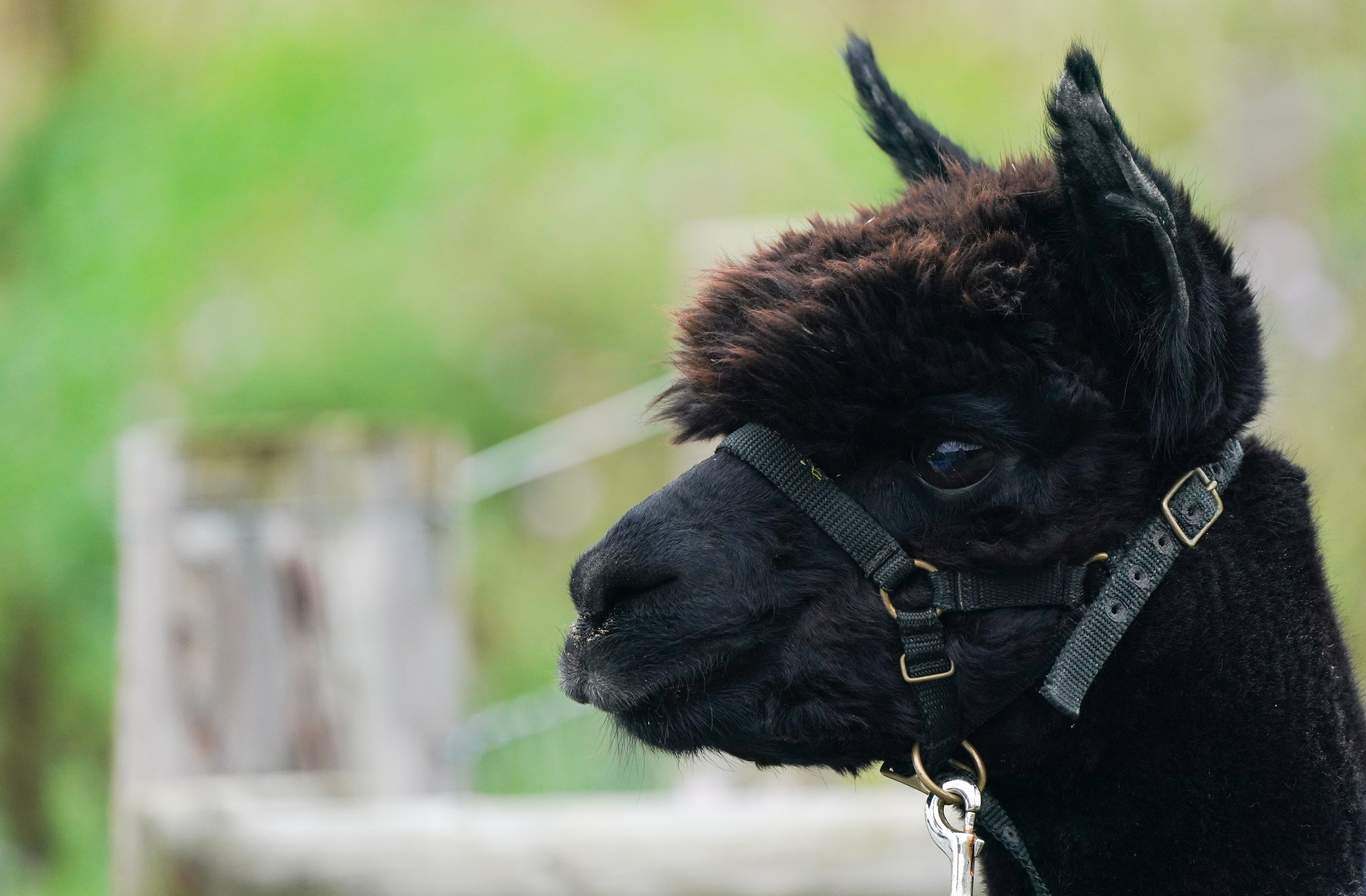 Campaigners led by owner Helen Macdonald fought long and hard to save Geronimo the alpaca after he twice tested positive for bovine tuberculosis but the story did not have a happy ending (Andrew Matthews/PA)