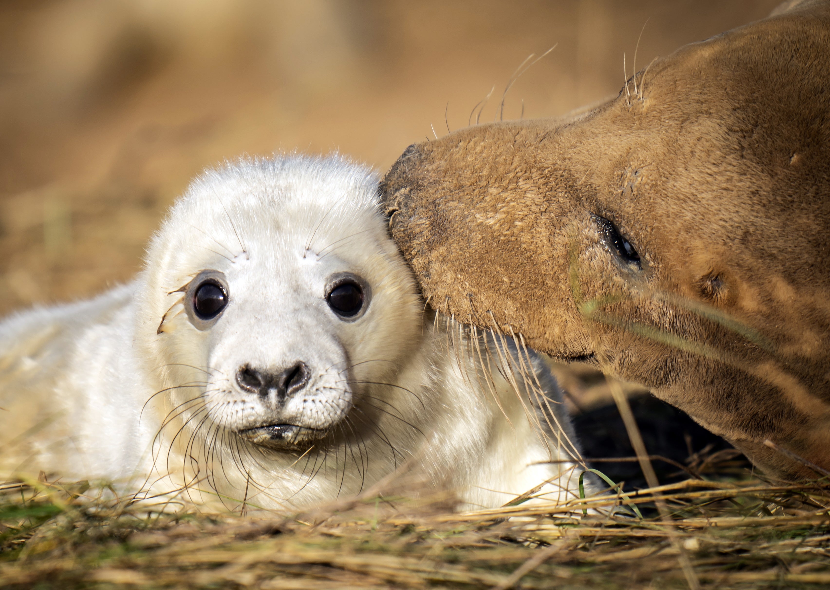 A mother with her pup at Donna Nook National Nature Reserve in Lincolnshire, where grey seals return every year in late October, November and December to give birth (Danny Lawson/PA)