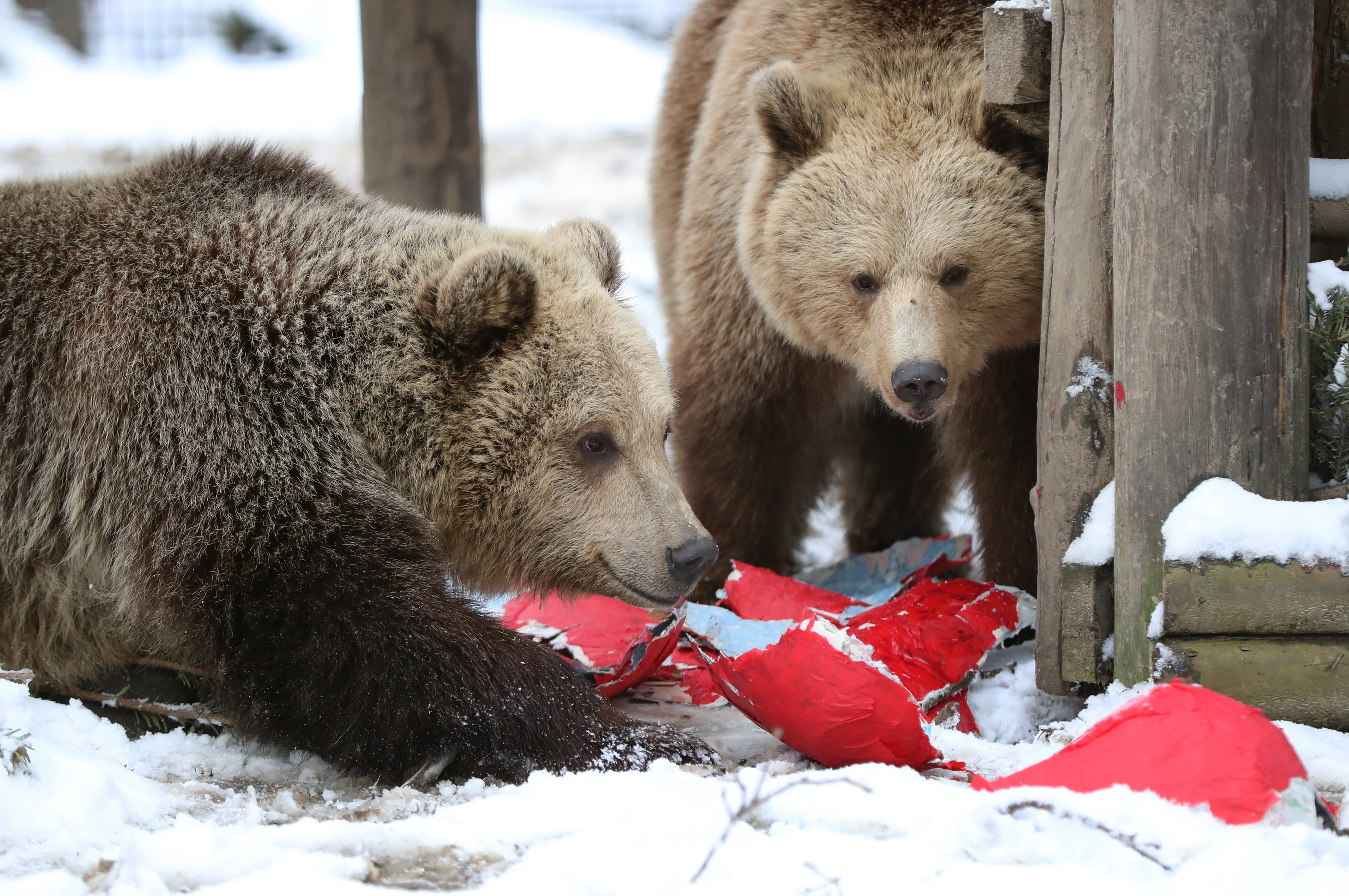 Rescued brown bear cubs Mish (left) and Lucy investigate a heart-shaped pinata stuffed with their favourite treats as part of a Valentine’s Day enrichment programme at the Wildwood Trust in Herne Bay, Kent (Gareth Fuller/PA)