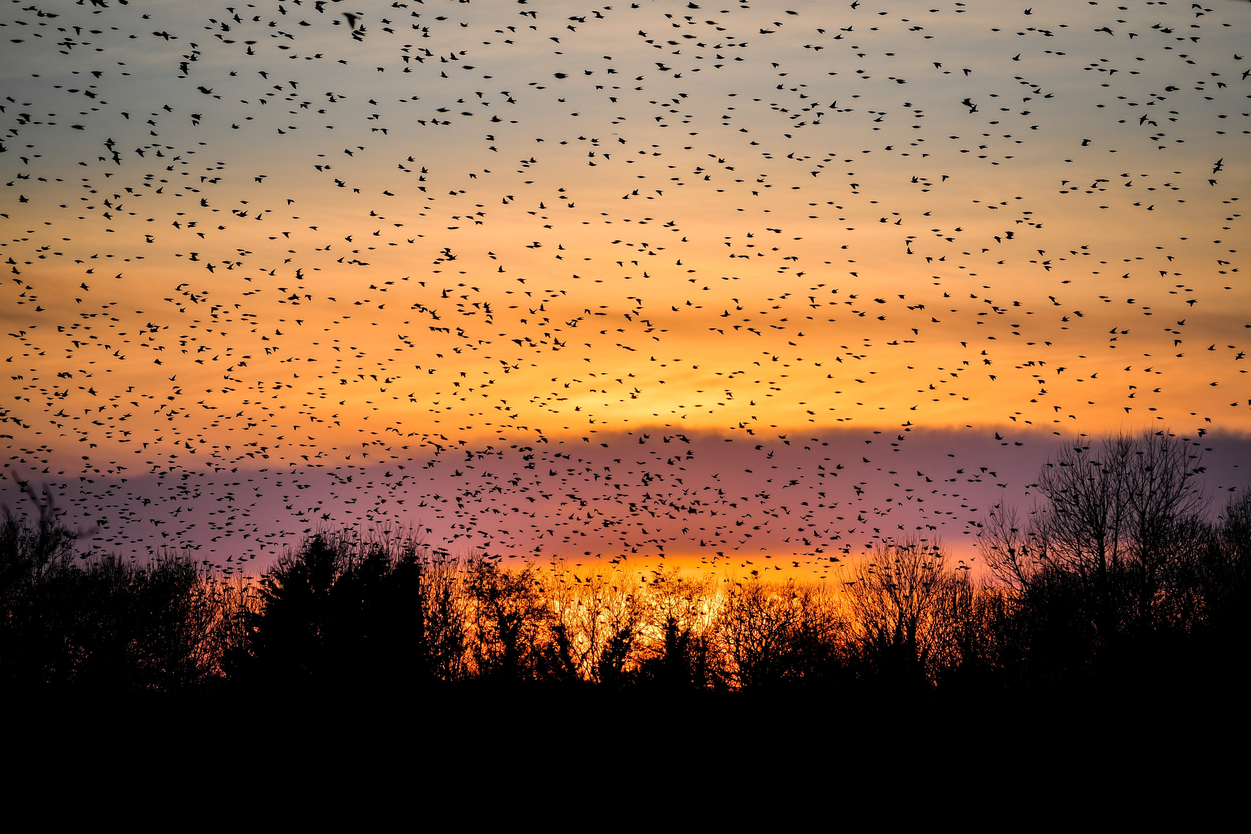 A murmuration of starlings pass Glastonbury Tor as they fly off to roost on the Somerset Levels at sunset (Ben Birchall/PA)