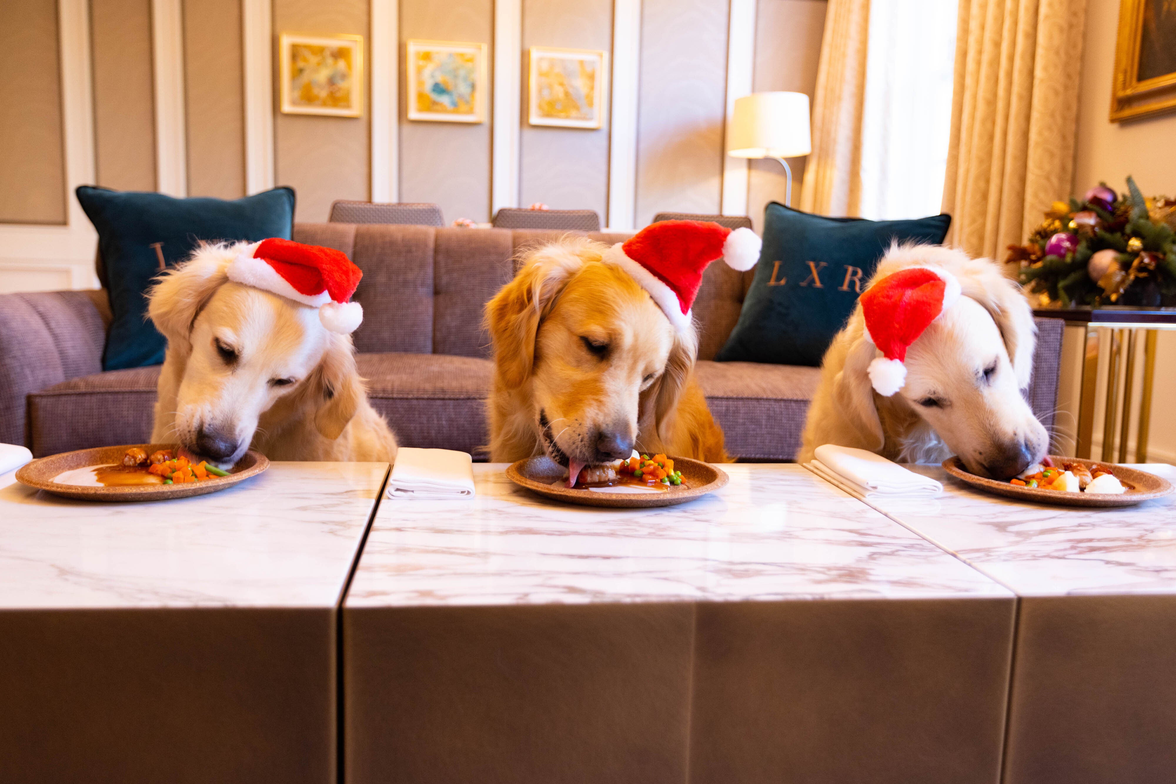 Golden Retrievers Darcy, Boris and Lily sample Hilton’s new festive menu for dogs, at The Biltmore Mayfair in London (David Parry/PA)