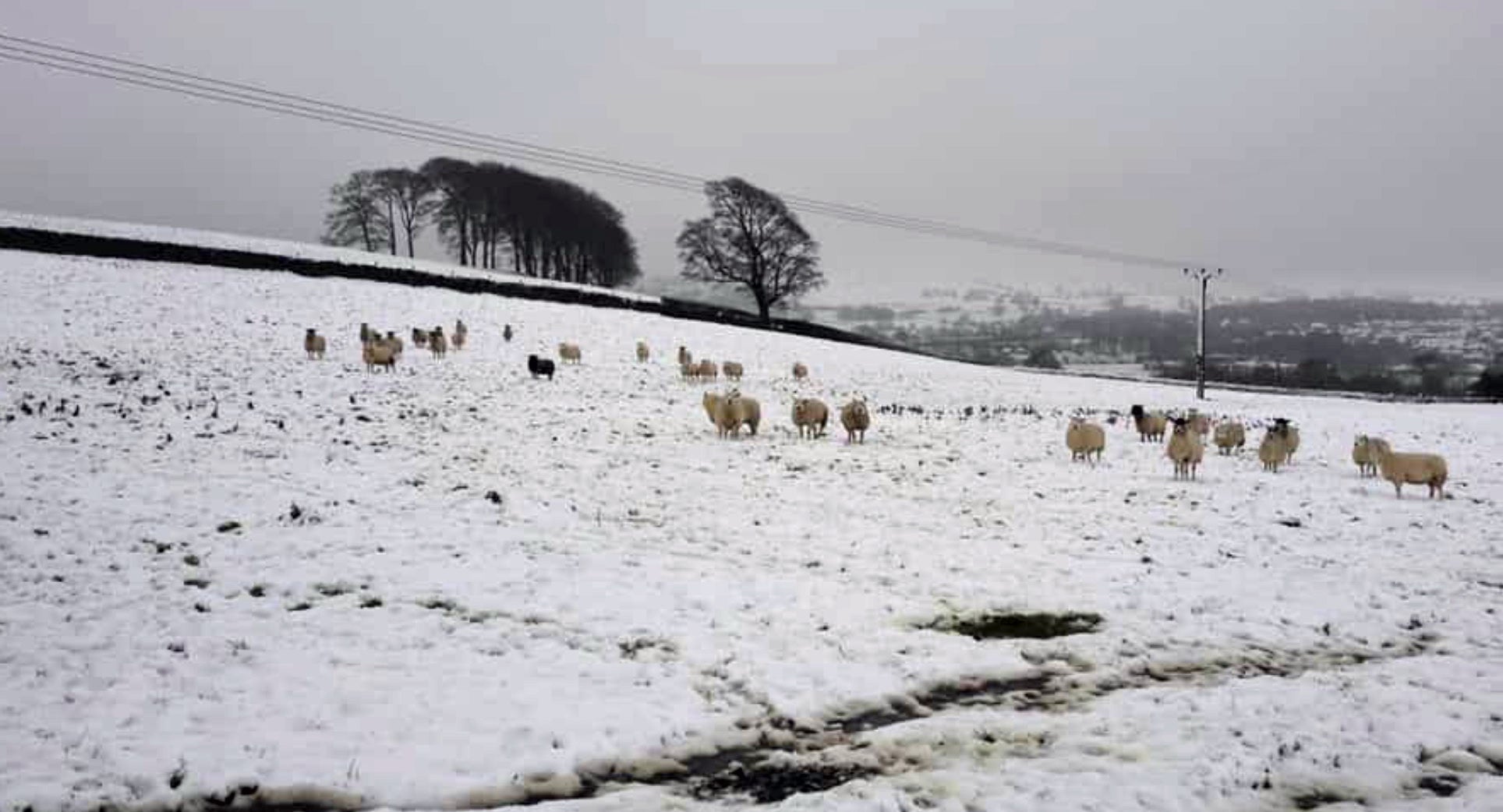 Sheep in a snow covered field in Guiseley, West Yorkshire (West Yorkshire/PA)