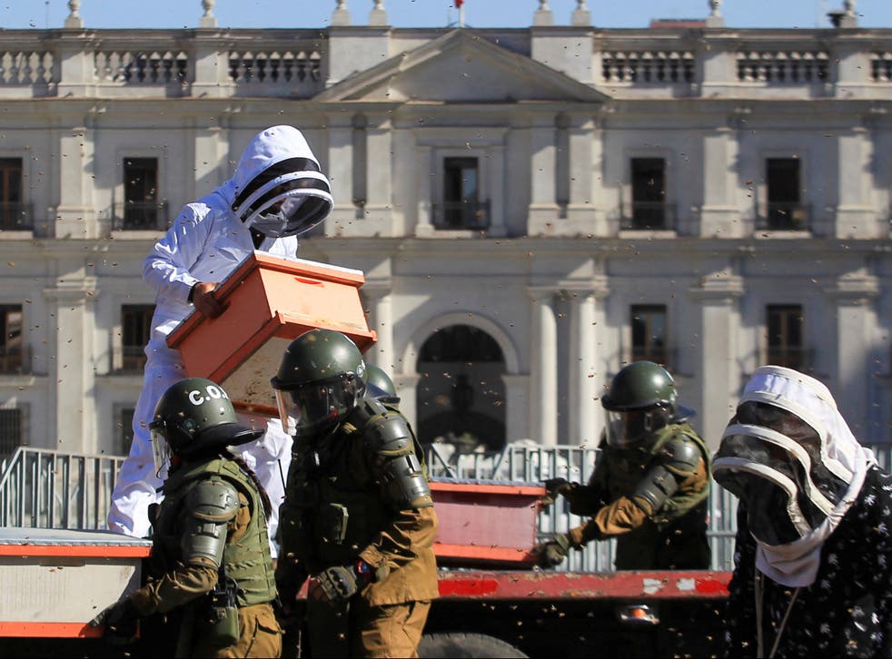 <p>Beekeepers protest with honeycombs full of bees in front of the Chilean presidential palace</p>