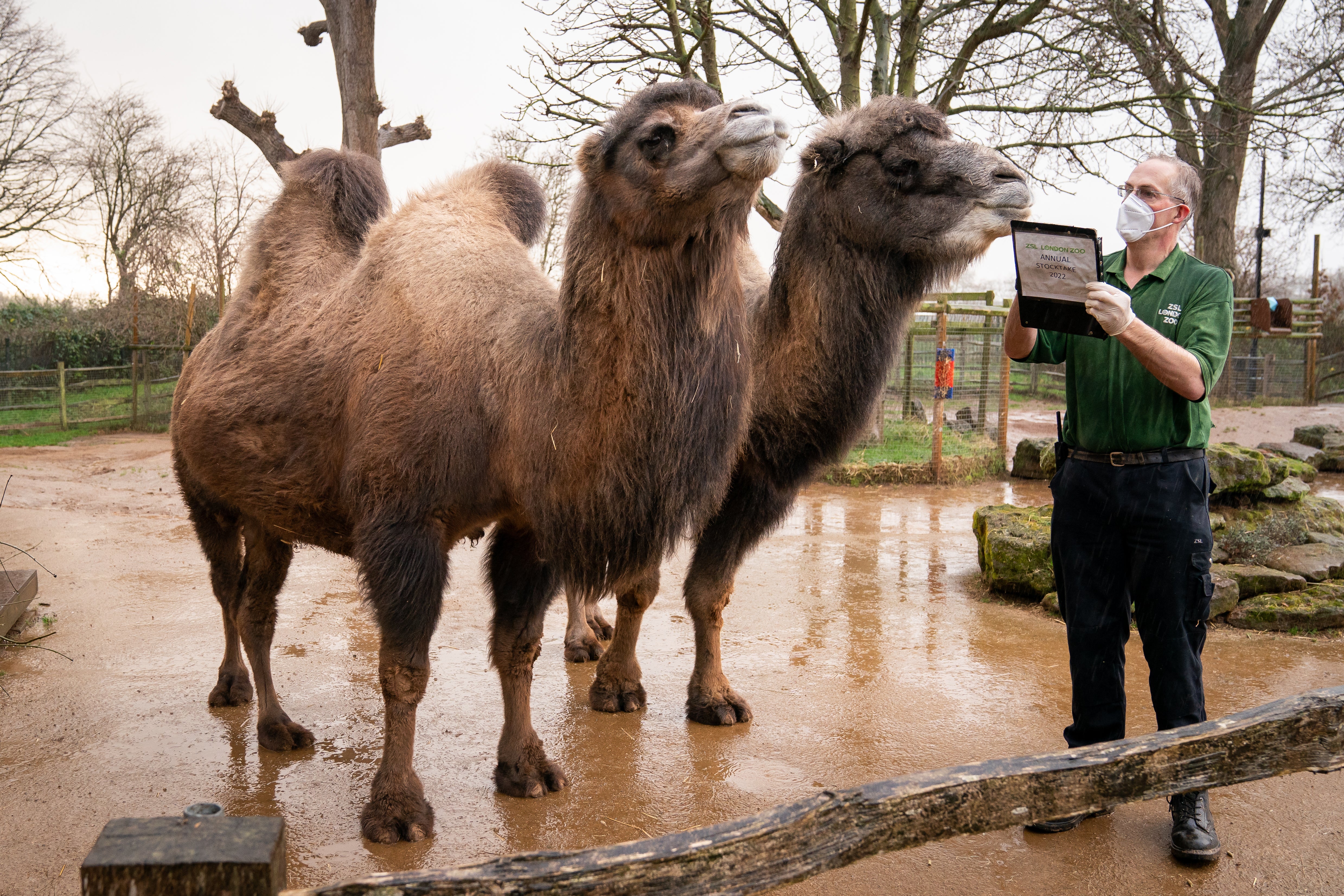 The annual stocktake is a condition of the zoo’s licence (Aaron Chown/PA)