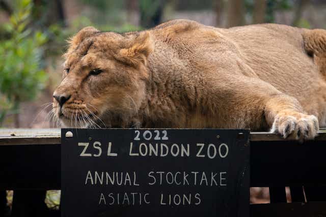 An Asiatic lion during the annual stocktake at ZSL London Zoo (Aaron Chown/PA)