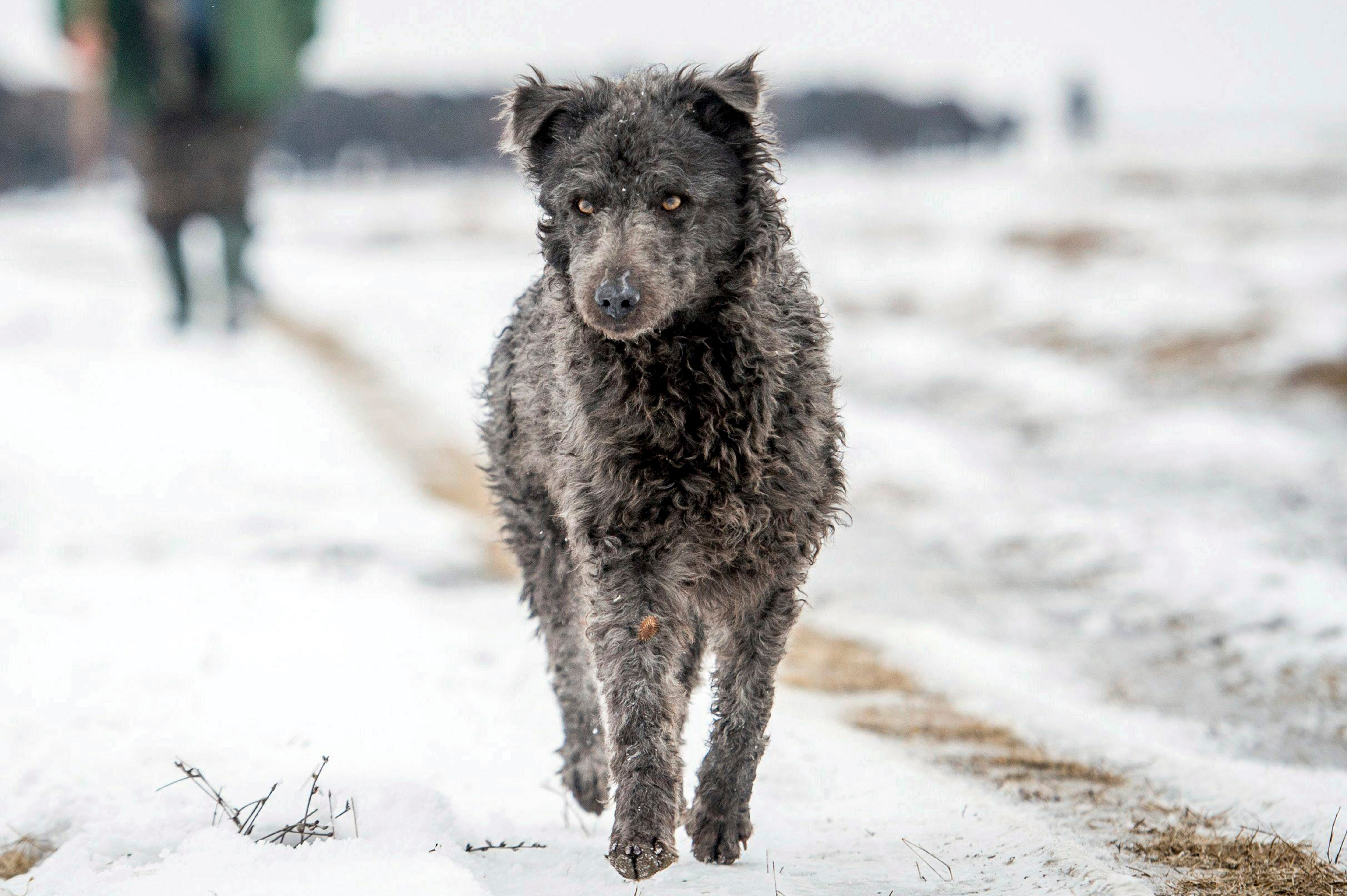 Mudi'? Try a toy: American Kennel Club adds 2 dog breeds | The Independent