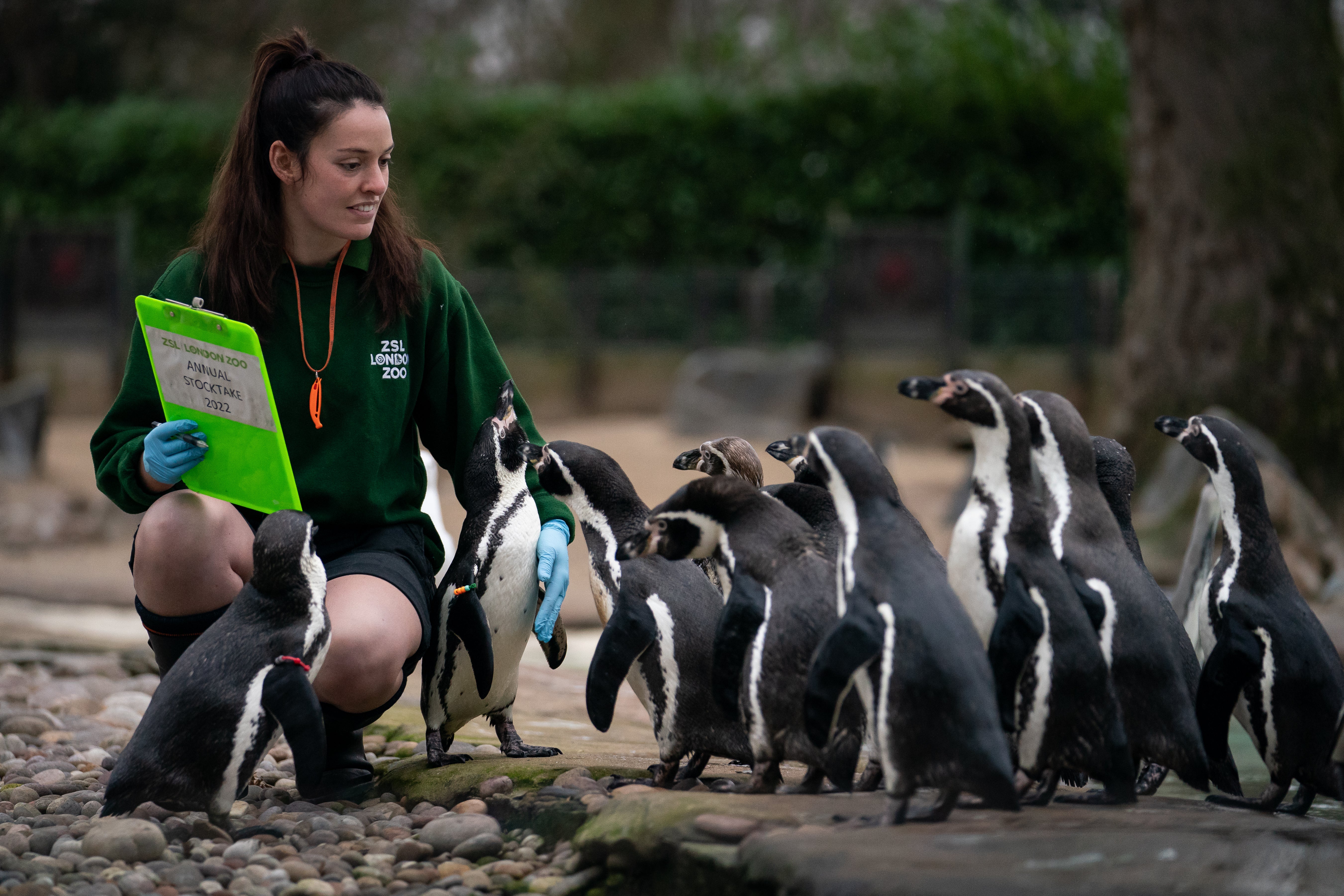 Keepers are able to identify each individual penguin (Aaron Chown/PA)