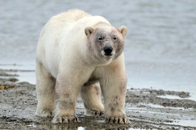 <p>Polar bears are migrating from Alaska to Russia </p>