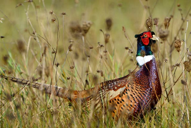 <p>Each year so many millions of captive-bred game birds are released into the wild they weigh as much as all of the UK’s wild birds combined</p>
