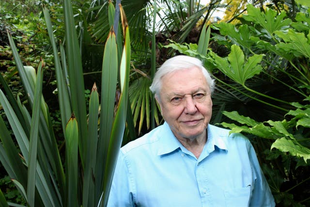 El naturalista y locutor inglés Sir David Attenborough resultó herido después de ser apuñalado por un cactus con agujas como vidrio.