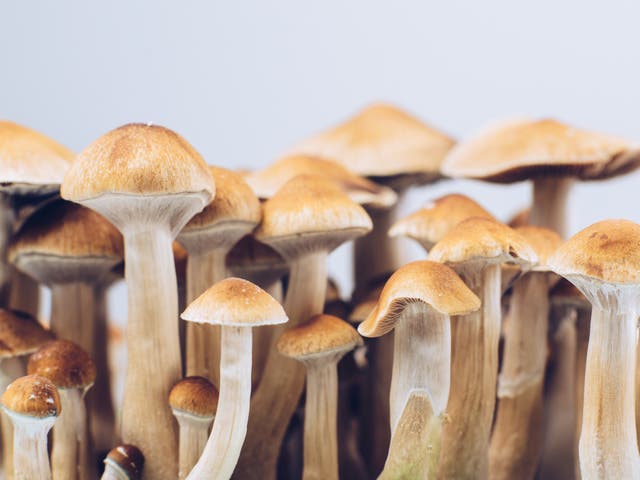 <p>Small doses of the drug  psilocybin could treat PTSD</p>