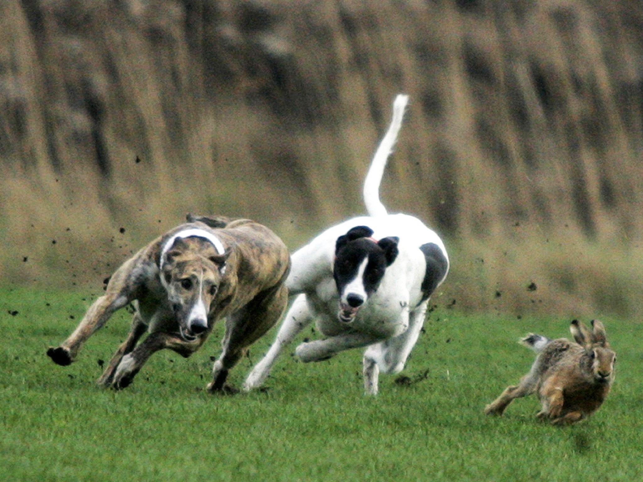 <p>Organised hare coursing before a ban came into effect in 2004 </p>