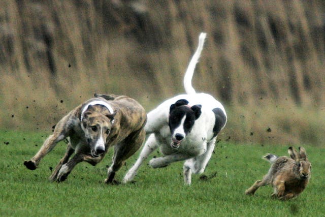 <p>Organised hare coursing before a ban came into effect in 2004 </p>