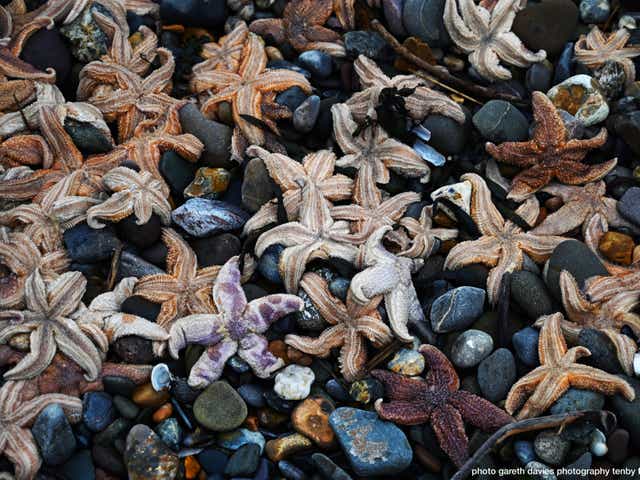 <p>Starfish piled atop one another at Coppet Hall beach, Saundersfoot, following stormy weather</p>