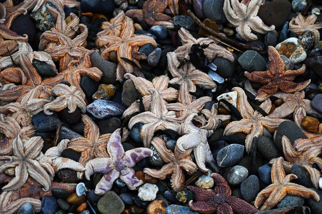 <p>Starfish piled atop one another at Coppet Hall beach, Saundersfoot, following stormy weather</p>