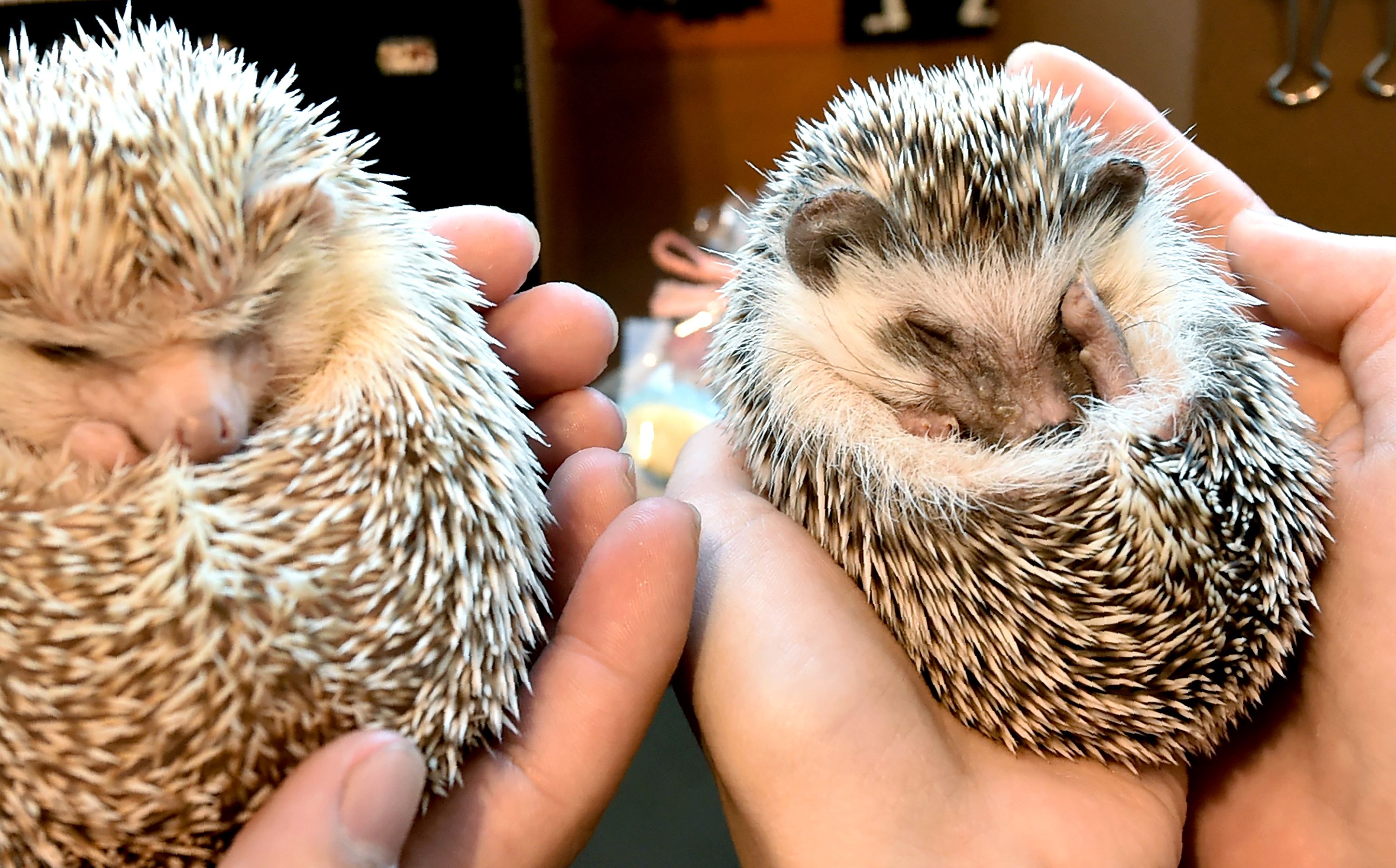 Up to 60 per cent of hedgehogs are thought to carry a type of MRSA