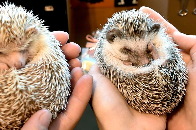 <p>Up to 60 per cent of hedgehogs are thought to carry a type of MRSA</p>