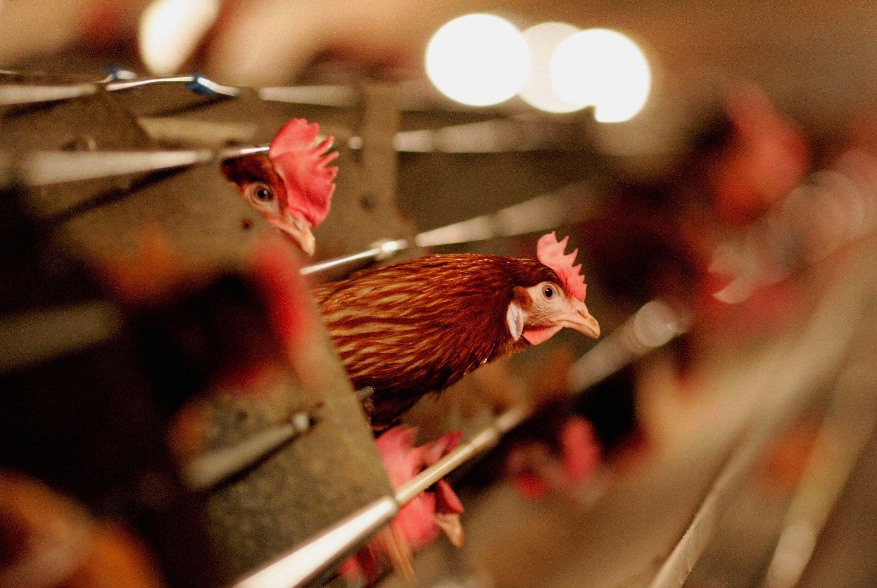 Avian influenza has been spreading quickly in Europe
