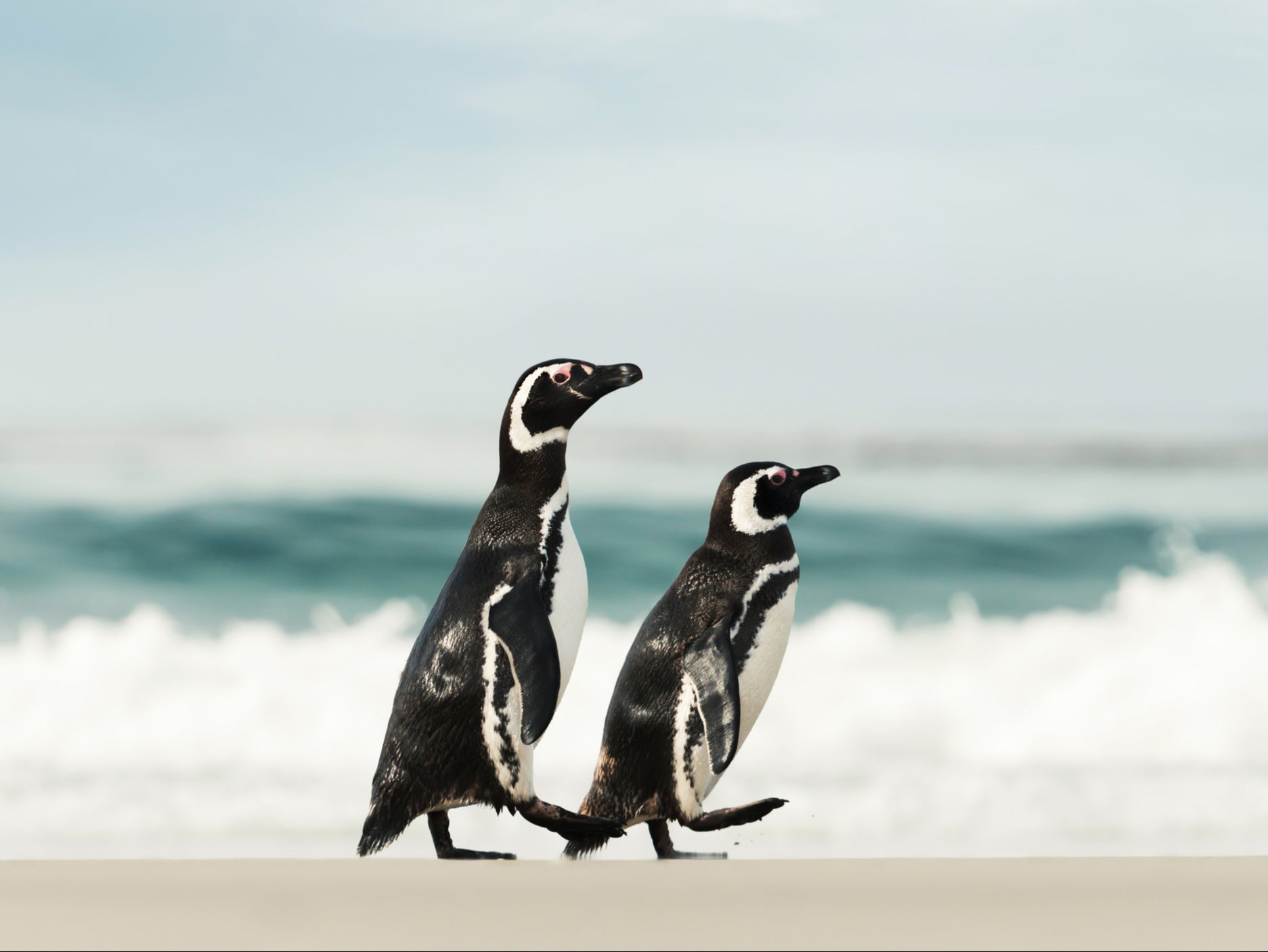 Magellanic penguins, which live around the South American coastline, are vulnerable to the impacts of the climate crisis