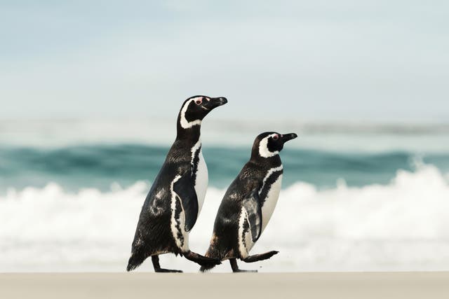 <p>Magellanic penguins, which live around the South American coastline, are vulnerable to the impacts of the climate crisis</p>