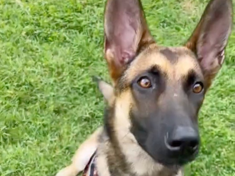 <p>The dog was seen in a viral TikTok last year being thrown</p>