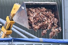 Farm filmed dumping thousands of chickens killed in bird flu outbreak in open-air skips