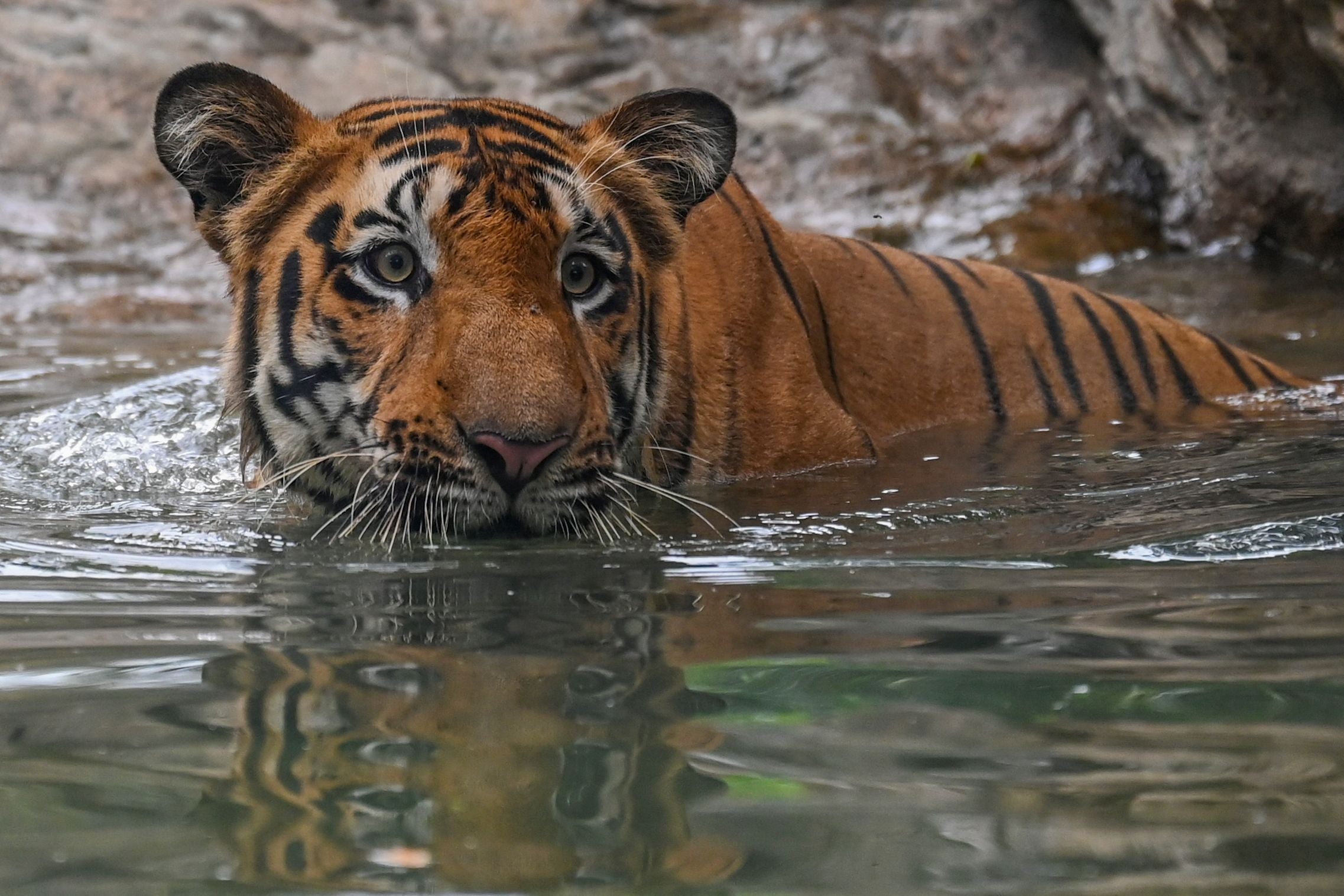 File photo: A Bengal Tiger enjoys a pool at the Veermata Jijabai Bhosale Udyan and Zoo in Mumbai, India