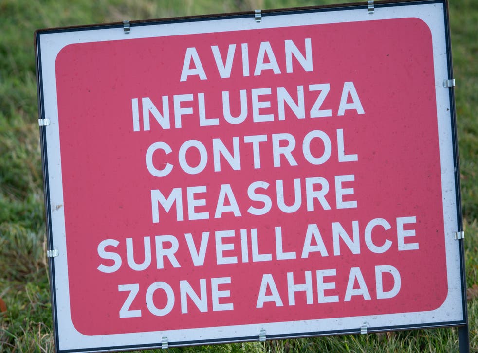 Human Living in England Infected with Bird Flu