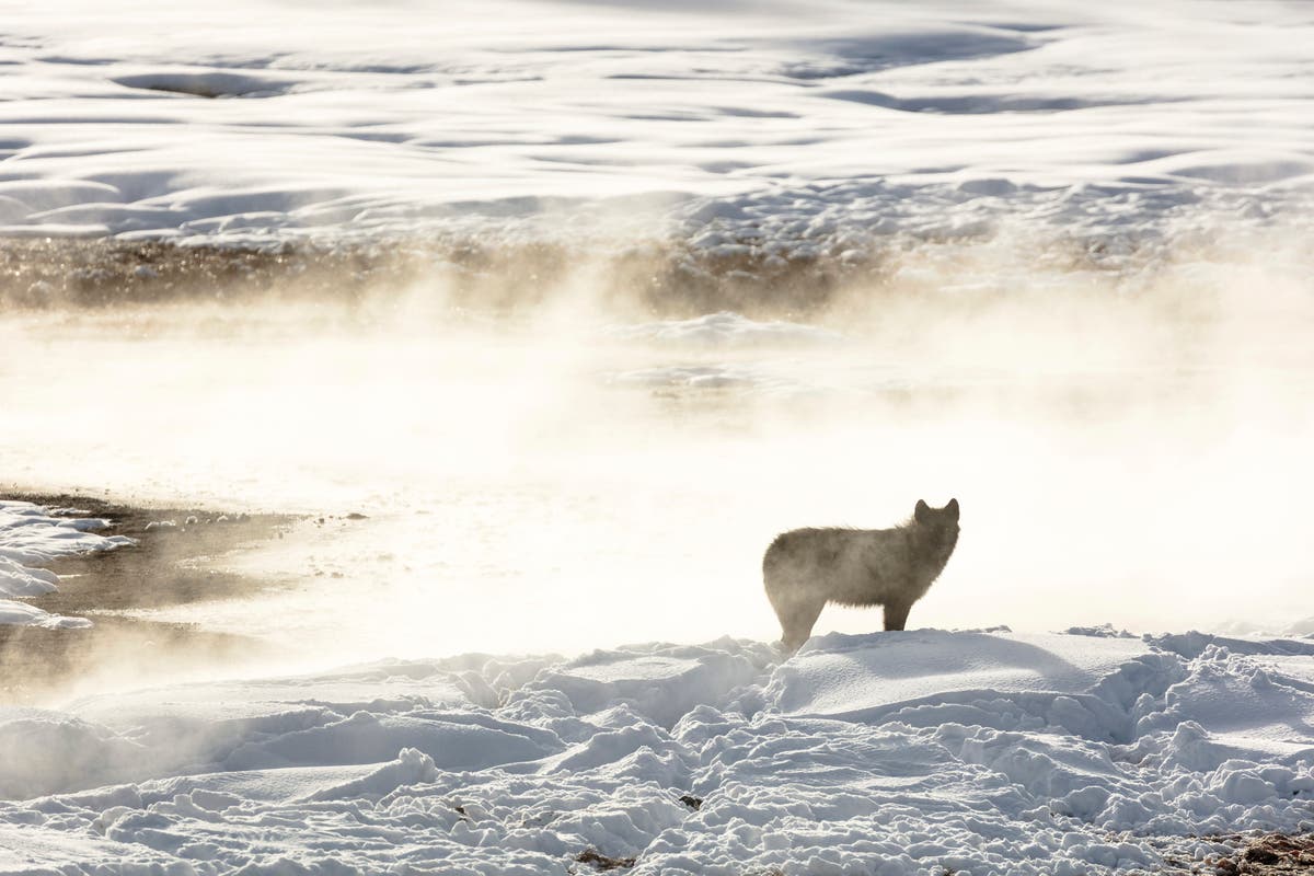 Hunters kill 20 Yellowstone wolves that roamed out of park