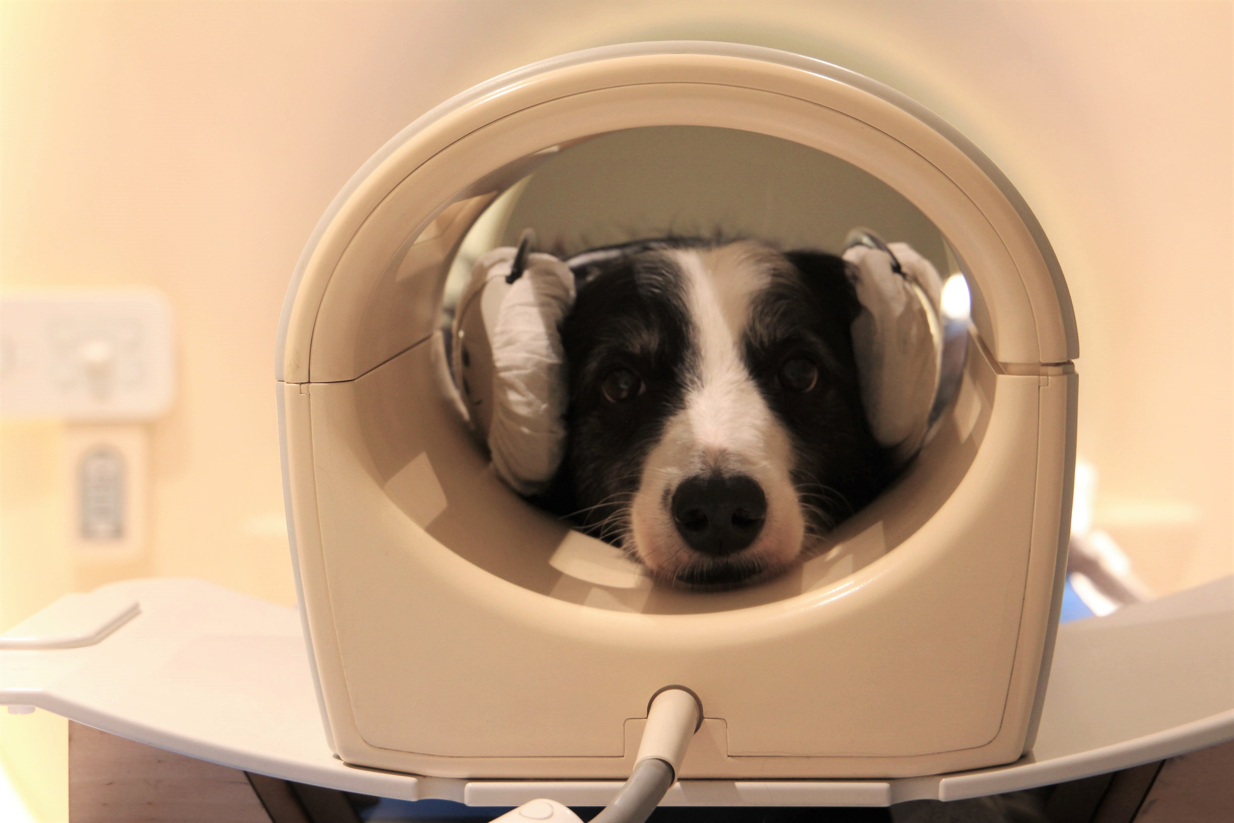 Dog brains can detect speech, and show different activity patterns to a familiar and an unfamiliar language, a new brain imaging study has found