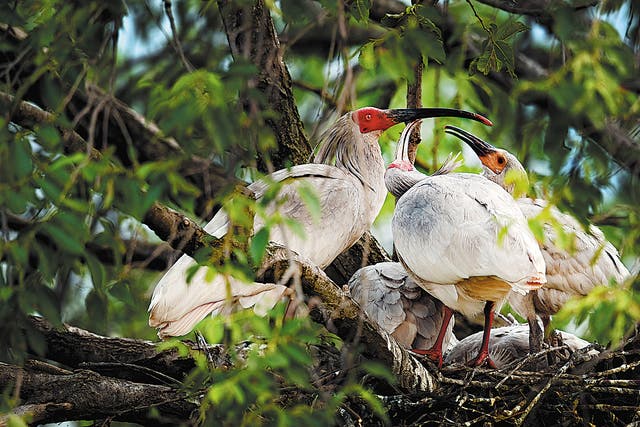 <p>A crested ibis looks after fledglings in Yangxian county, Shaanxi province</p>