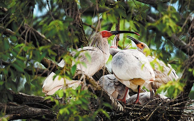 <p>A crested ibis looks after fledglings in Yangxian county, Shaanxi province</p>