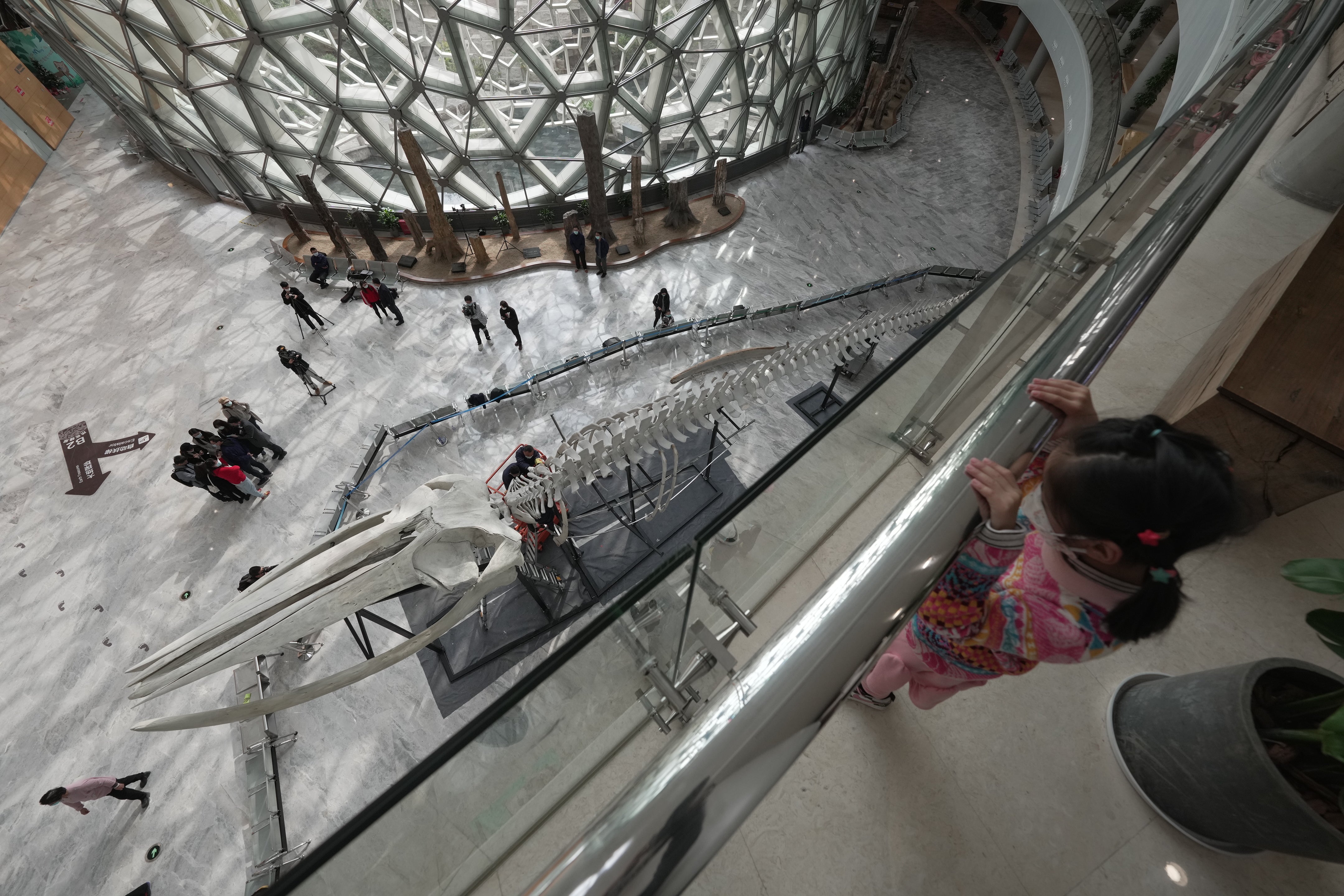 A girl looks down from an upstairs gallery at the 79ft whale skeleton displayed in the centre court of the basement of the Shanghai Natural History Museum