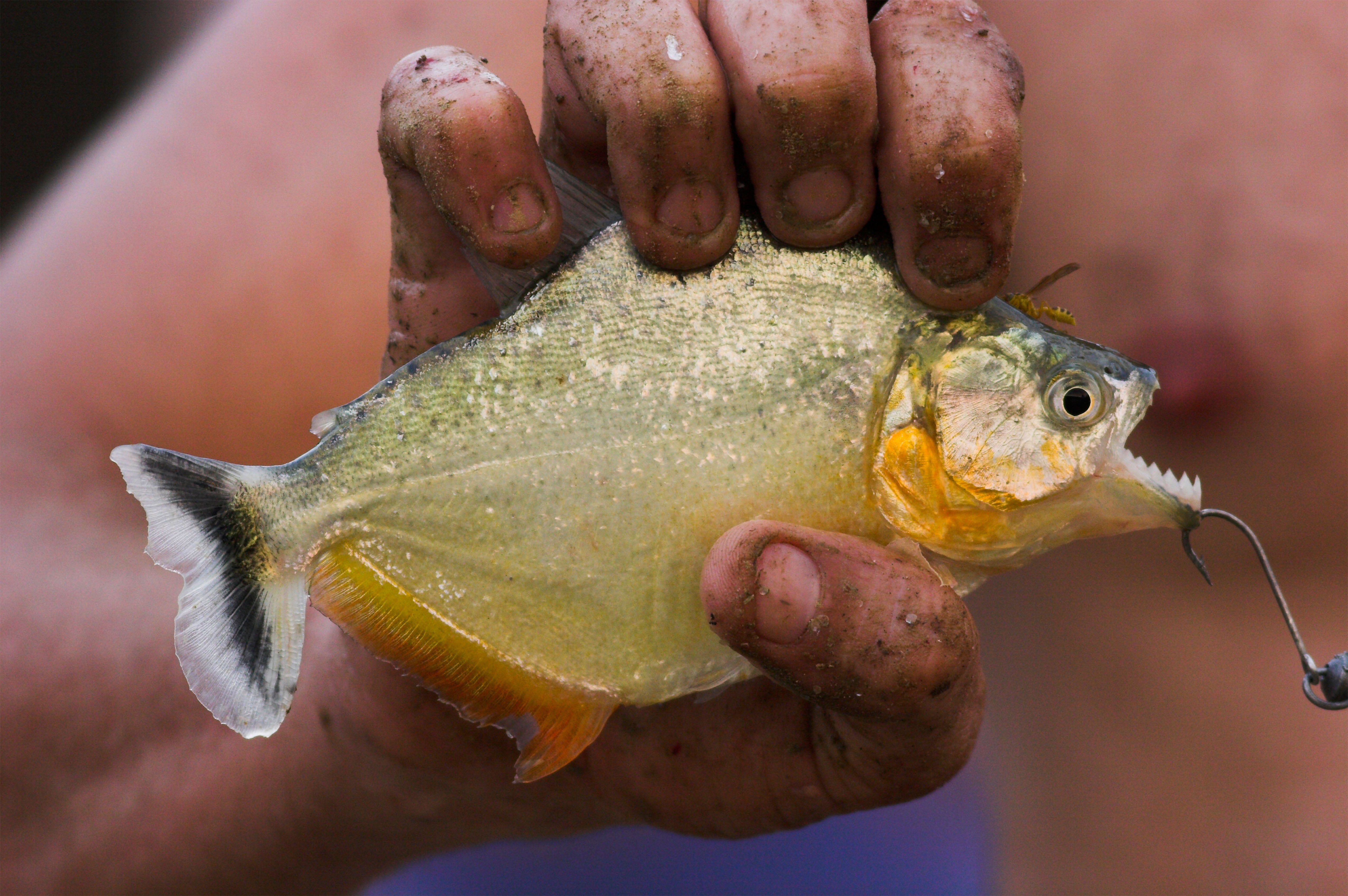 A white piranha held by a fisherman in Venezuela