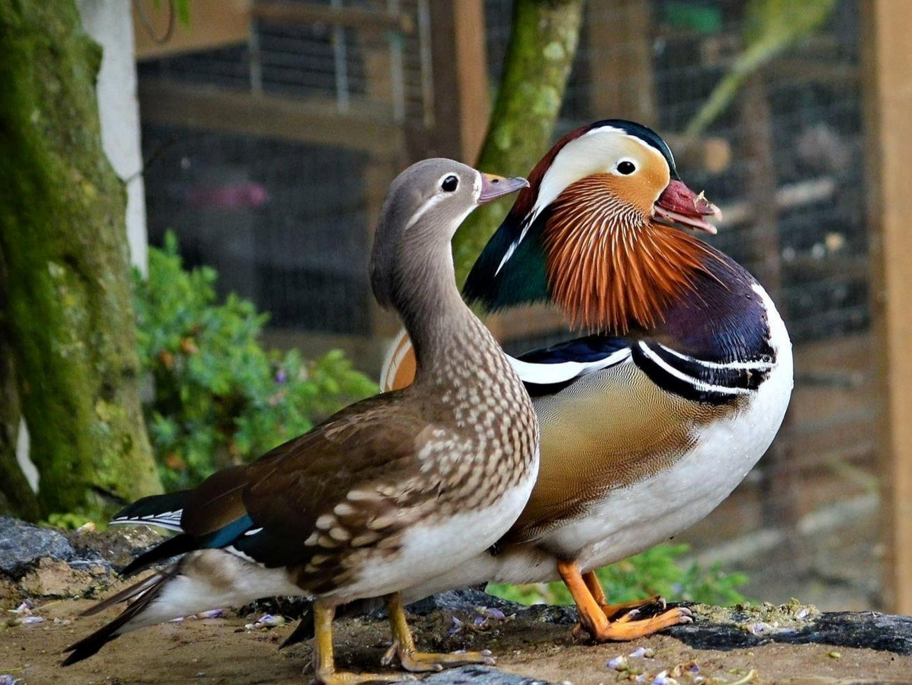 Two of Alan Gosling's pet ducks, which were culled on New Year’s Day