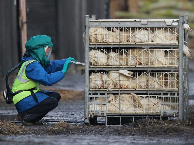 <p>Defra officials dispose of culled ducks at a farm near Nafferton, East Yorkshire, where a strain of bird flu has been confirmed </p>