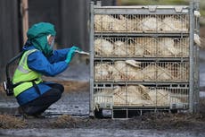 Could the climate crisis be worsening bird flu outbreaks?