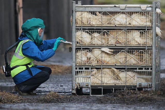 <p>Defra officials dispose of culled ducks at a farm near Nafferton, East Yorkshire, where a strain of bird flu has been confirmed </p>