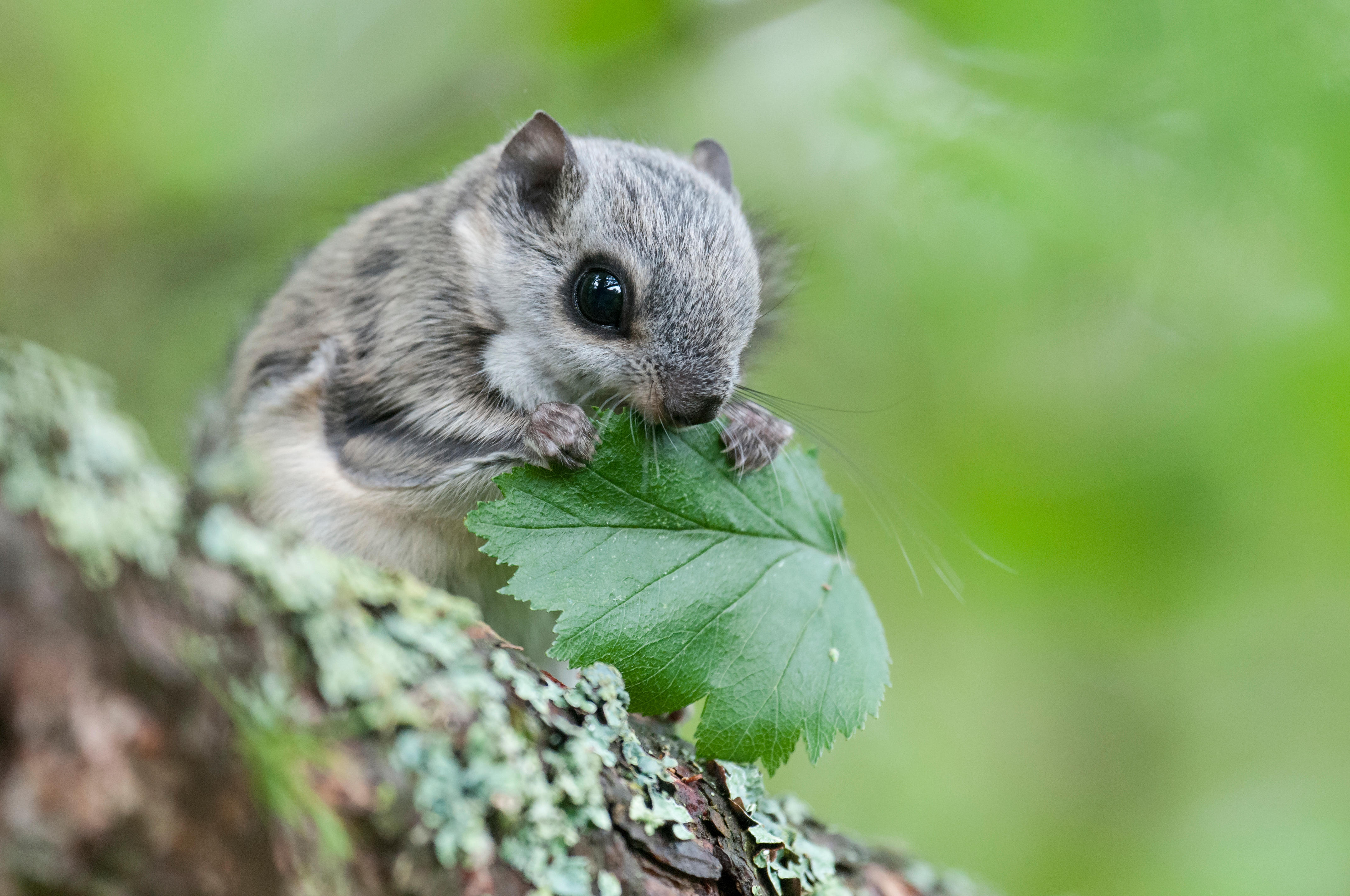 The Siberian flying squirrel is Japanese anime brought to life