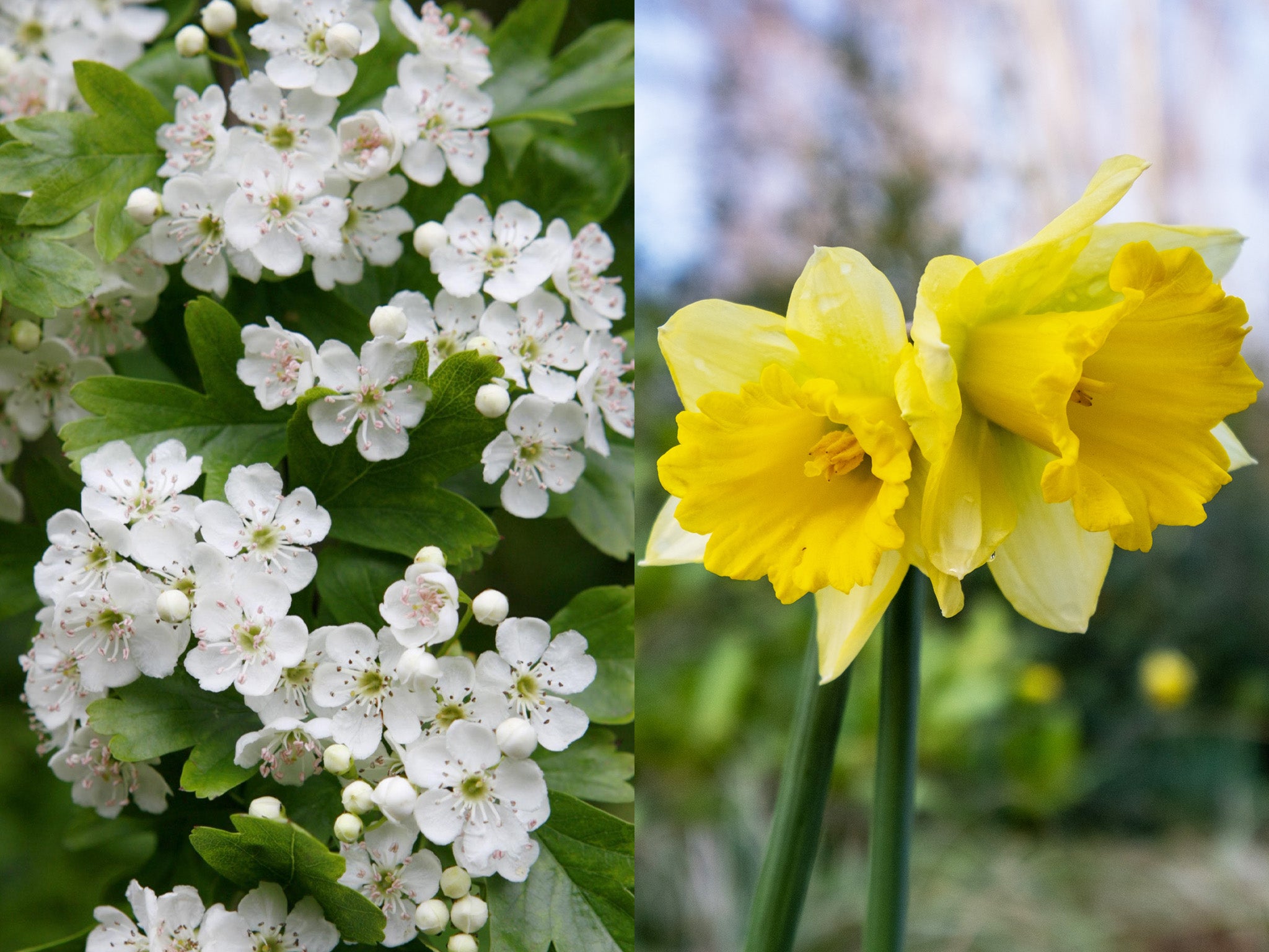 pictures of spring flowers in bloom